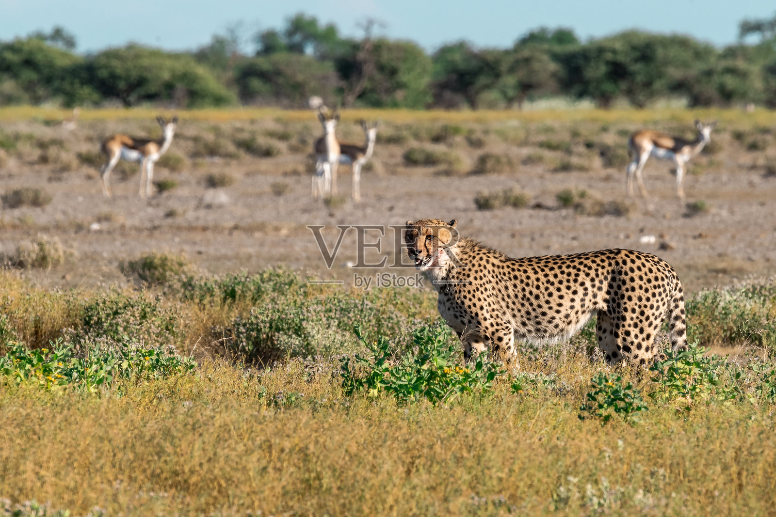非洲博茨瓦纳的猎豹 - 在野生动物园中照片摄影图片