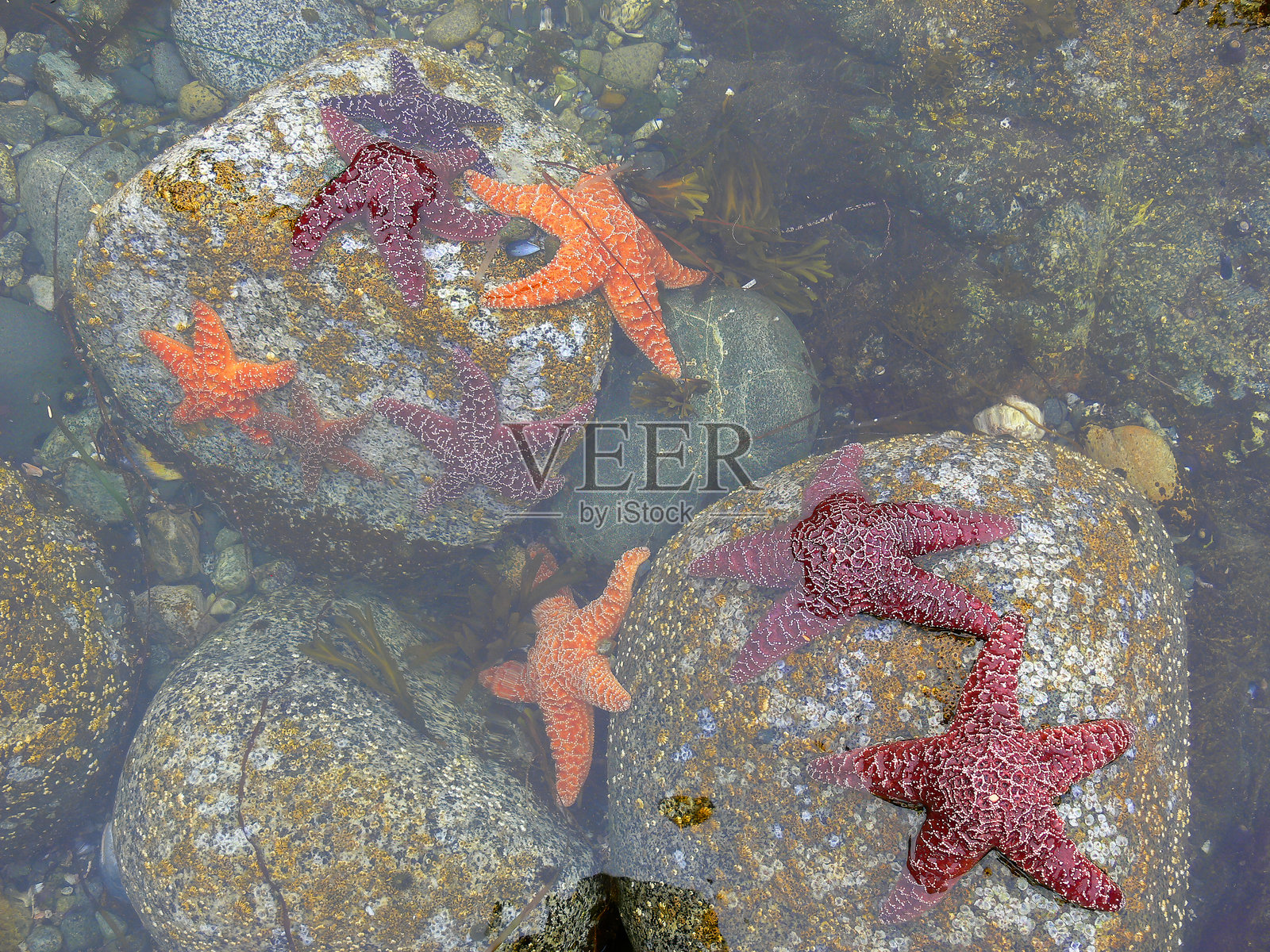 太平洋的低潮照片摄影图片