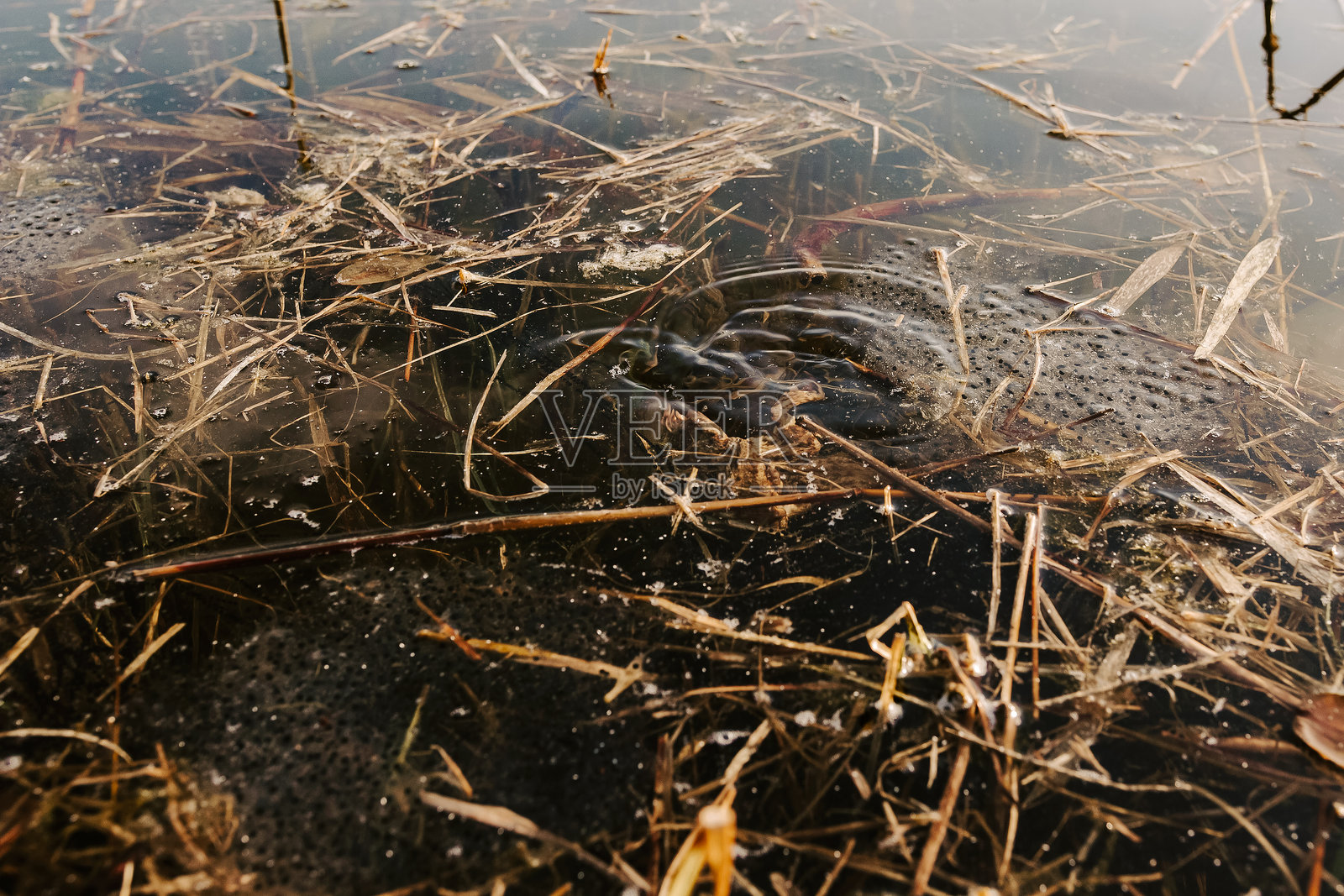 池塘水中的蟾蜍卵 - 两栖动物生命周期、春季野生动物和隐秘自然观察照片摄影图片