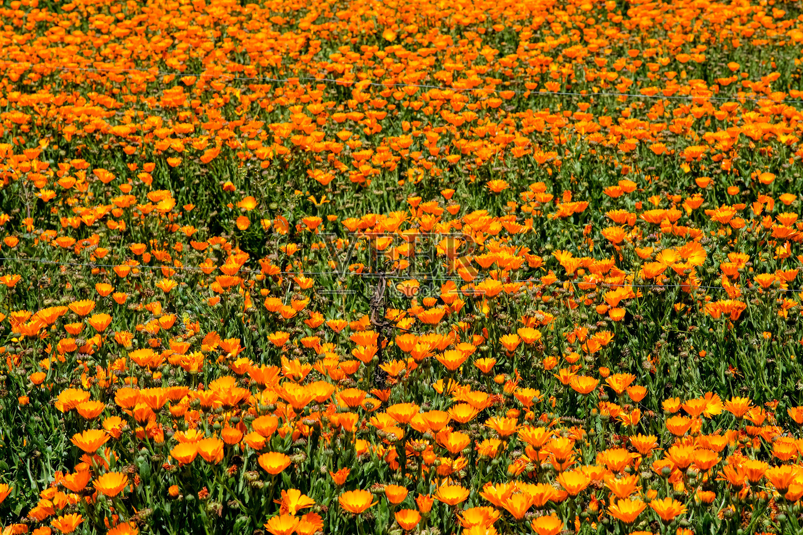 在阿托克本盖特的索利斯山顶的金盏花。照片摄影图片