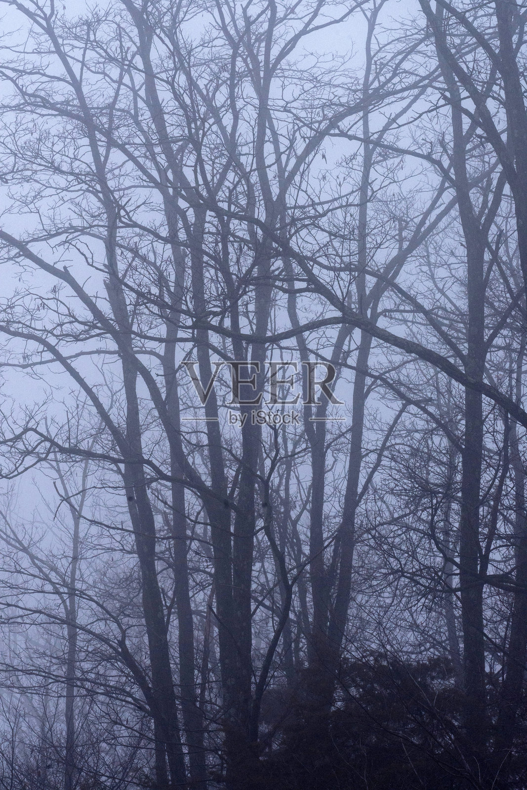 雾气与光秃的树木(竖版)照片摄影图片