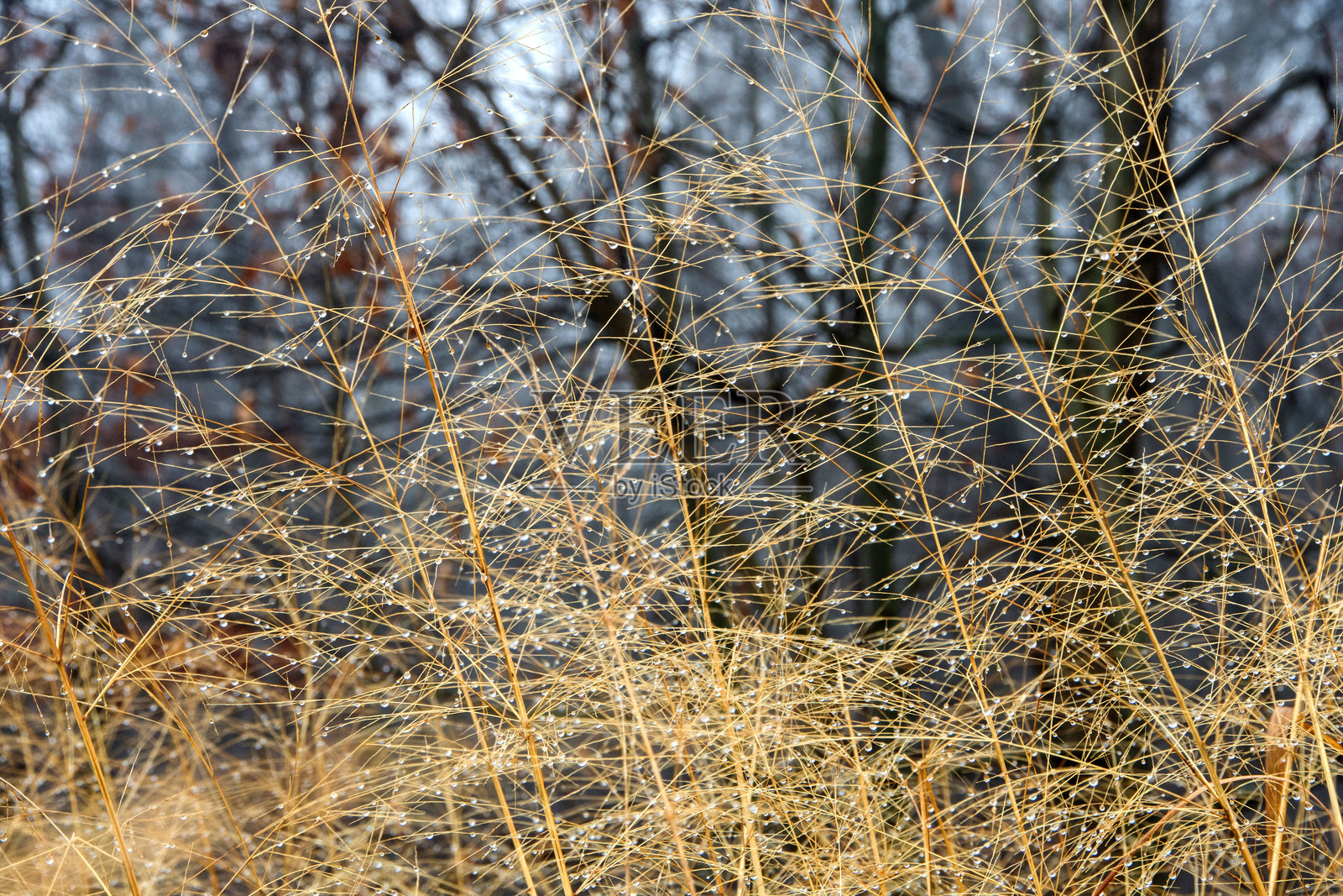 雾蒙蒙的早晨上的水滴照片摄影图片