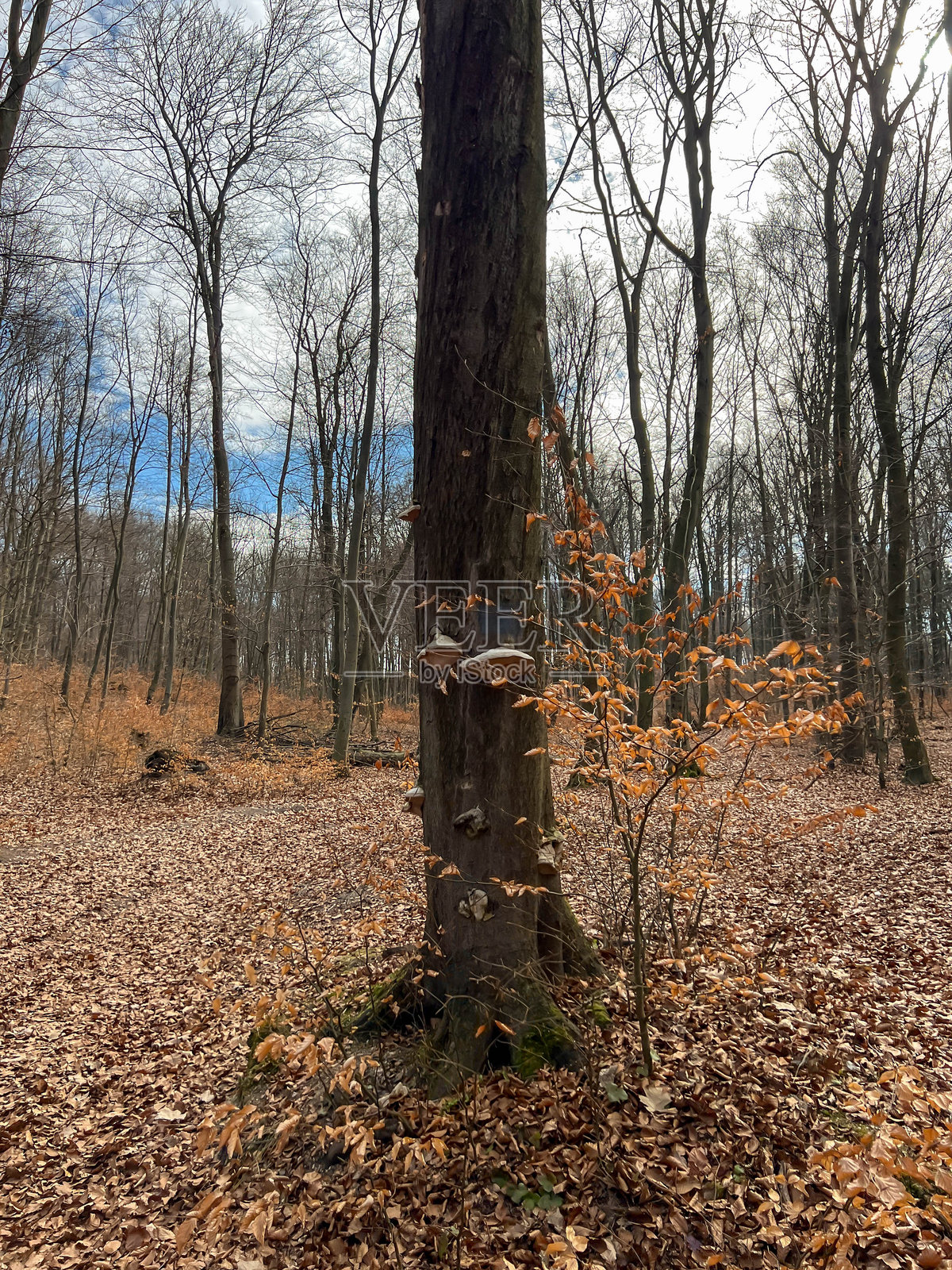 一株真菌生长在一棵老落叶树的树干上照片摄影图片
