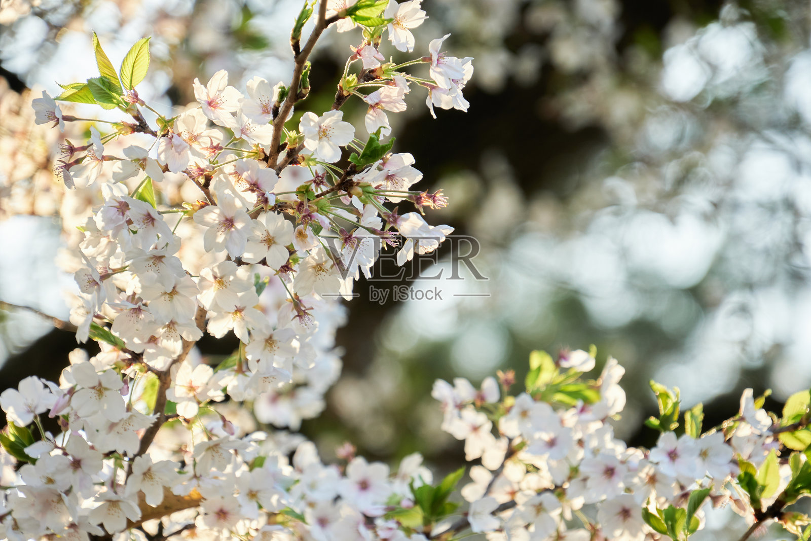 樱花在夕阳余晖中的背景。短暂的美丽 – 黄昏中的樱花照片摄影图片