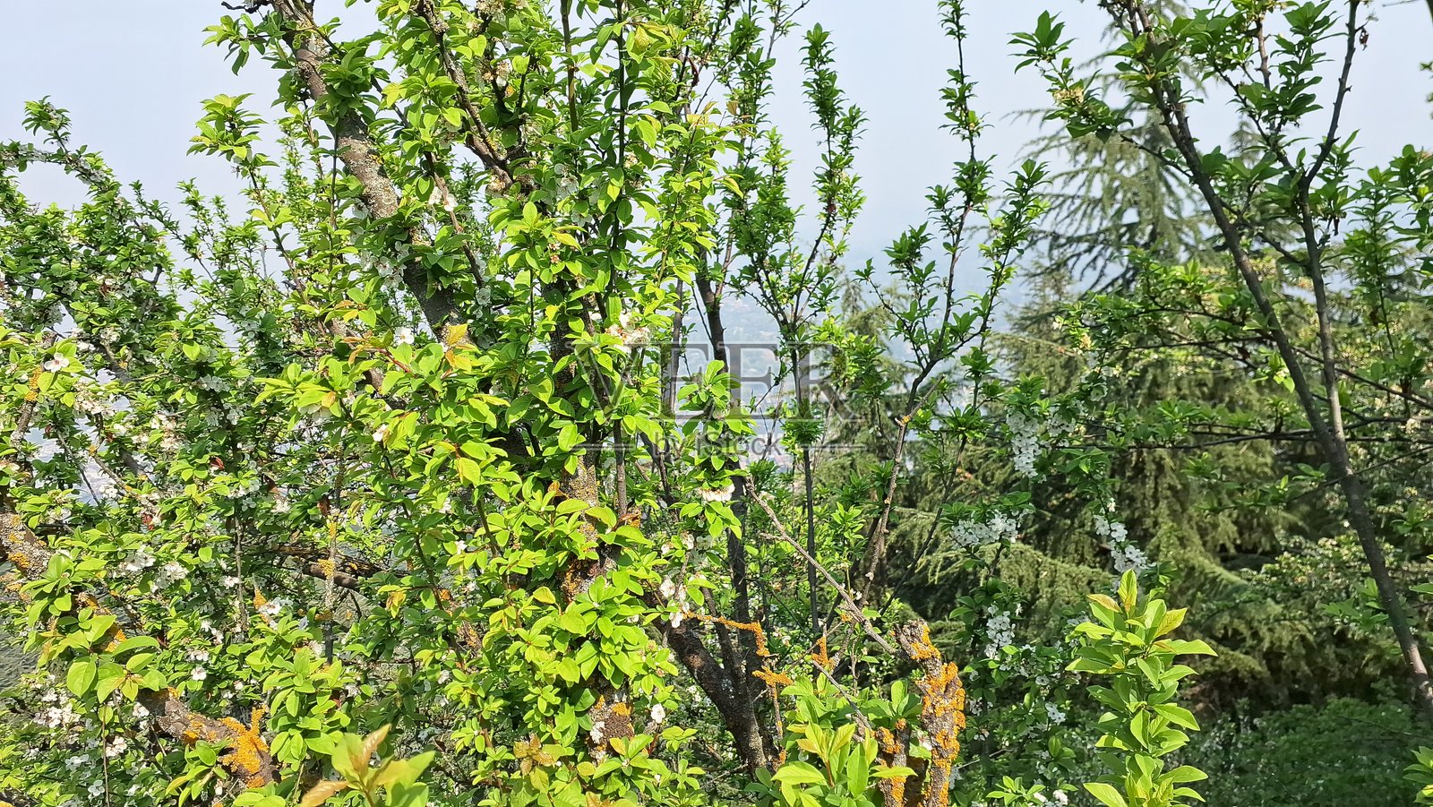 欧洲李,李子,干李子照片摄影图片