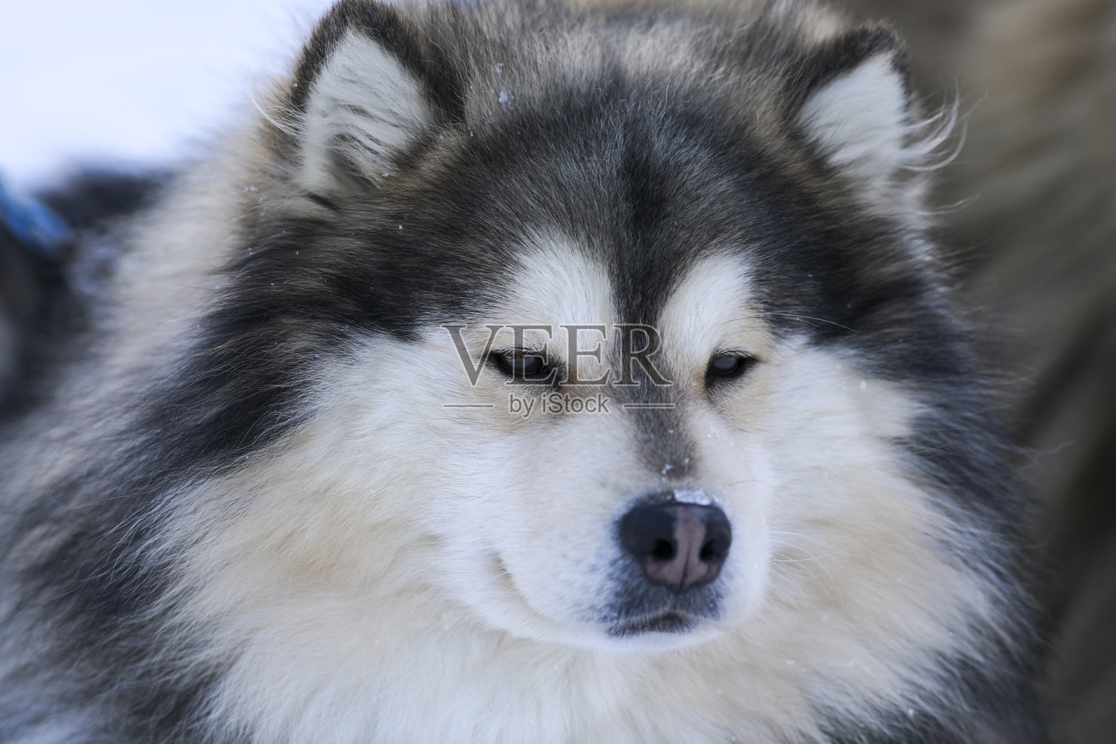 西伯利亚哈士奇的肖像照片摄影图片