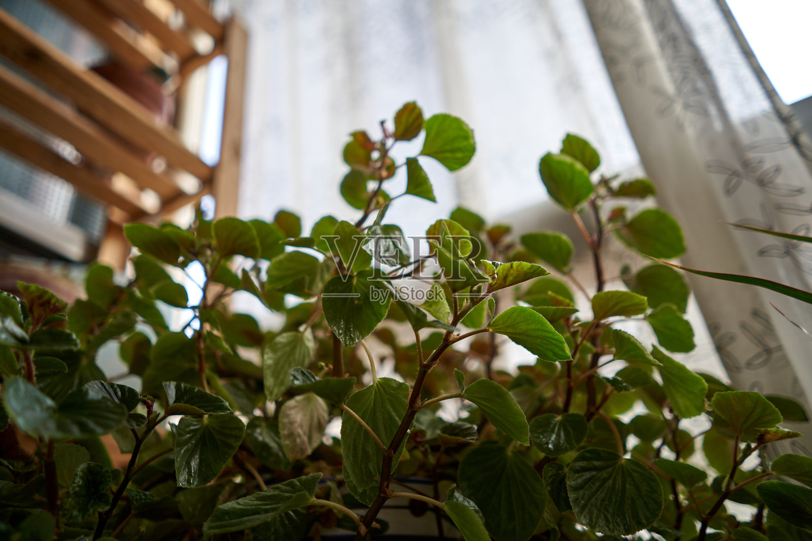 室内植物与绿色叶子照片摄影图片