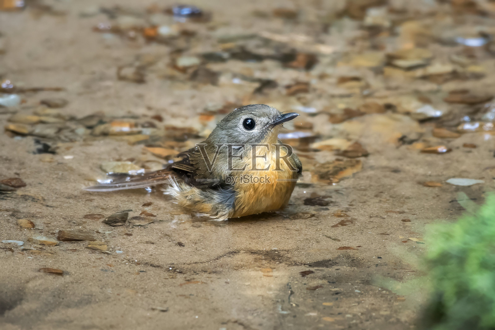 淡下巴捕蝇鸟或灰喉捕蝇鸟在印度阿萨姆邦卡里曼甘被观察到照片摄影图片