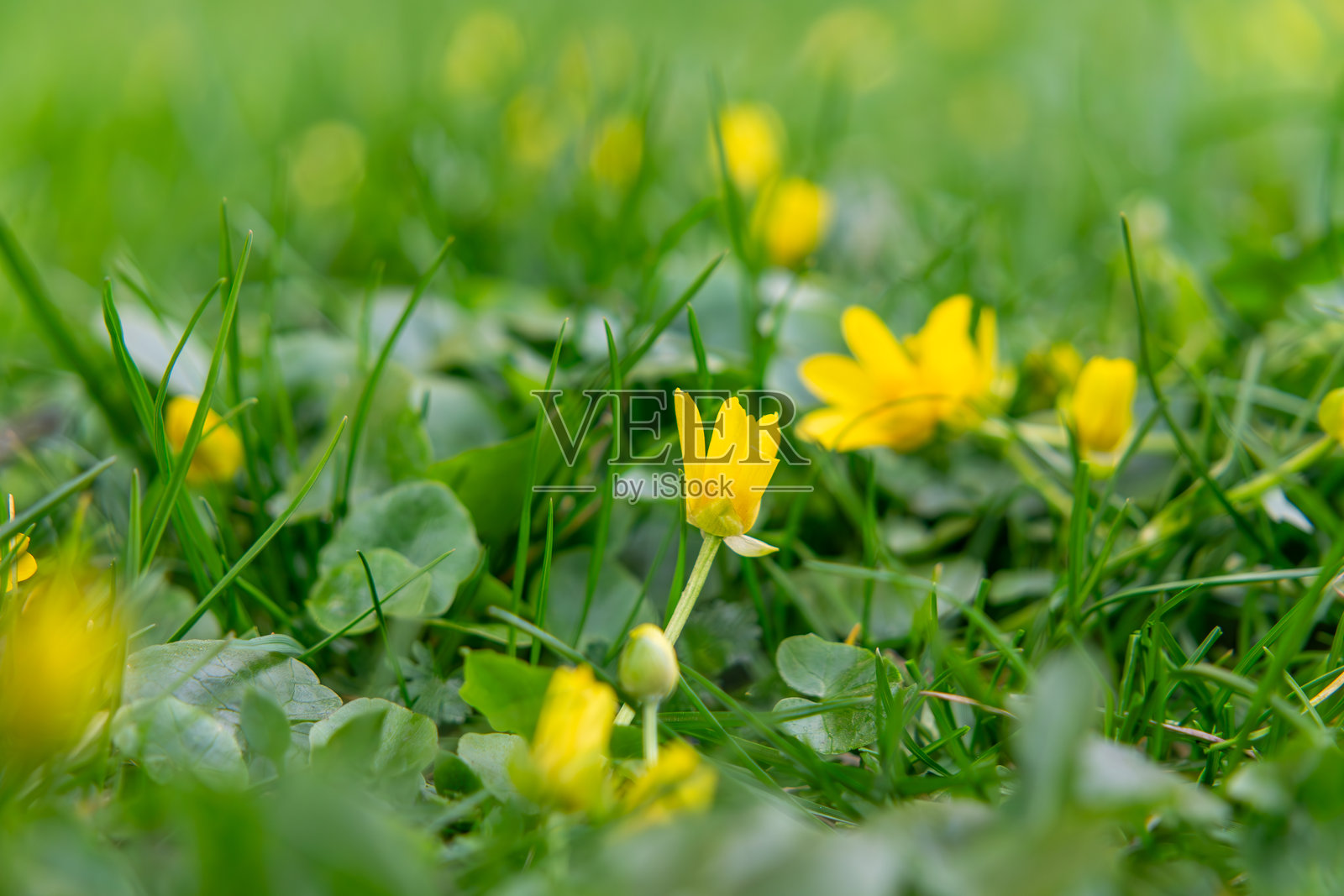 在绿草丛中盛开的沼泽金盏花。这些明亮的黄色花朵是春天的象征,常常出现在潮湿的地方。照片摄影图片