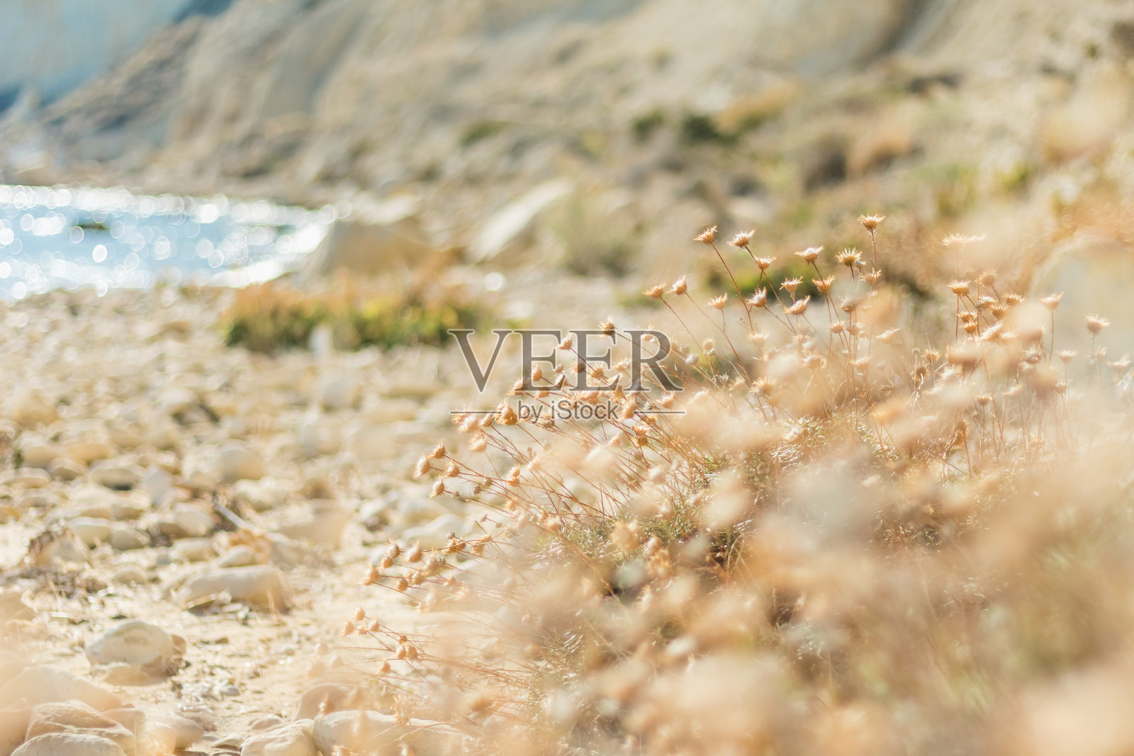 沙滩上的干枯灌木照片摄影图片