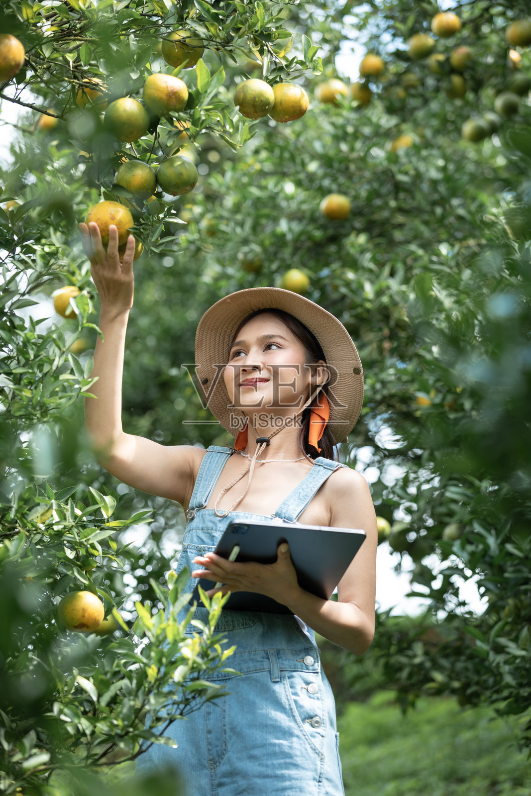 微笑的年轻亚洲女性农民在橙子农场使用平板电脑检查园中产品的质量。照片摄影图片