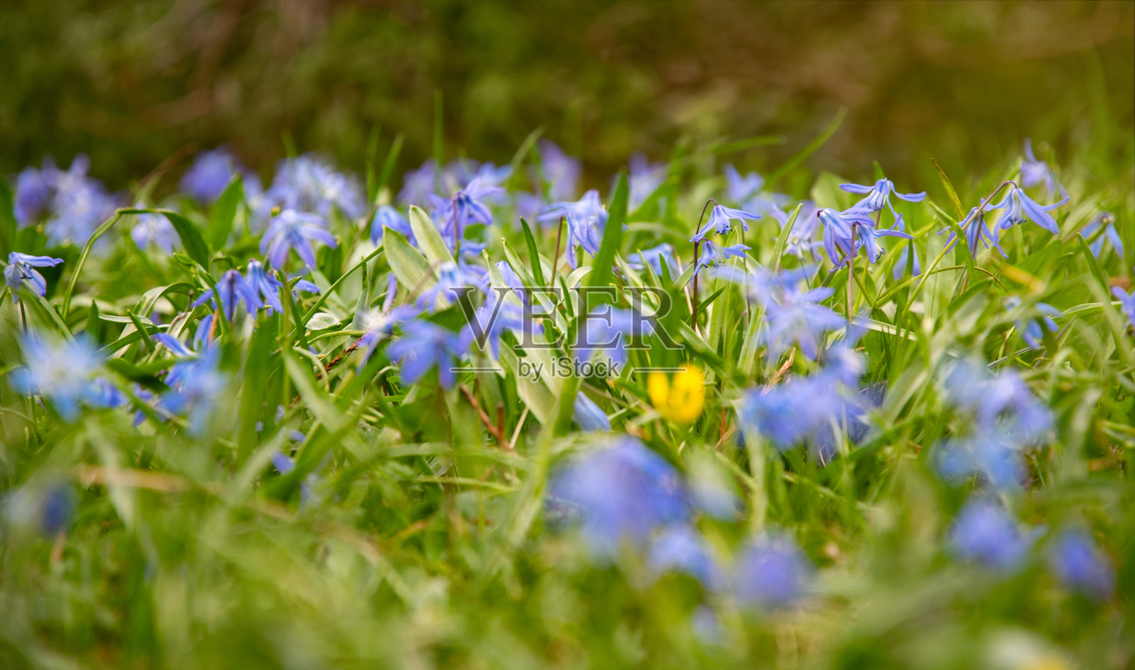 阳光明媚的春季森林中的蓝铃花照片摄影图片