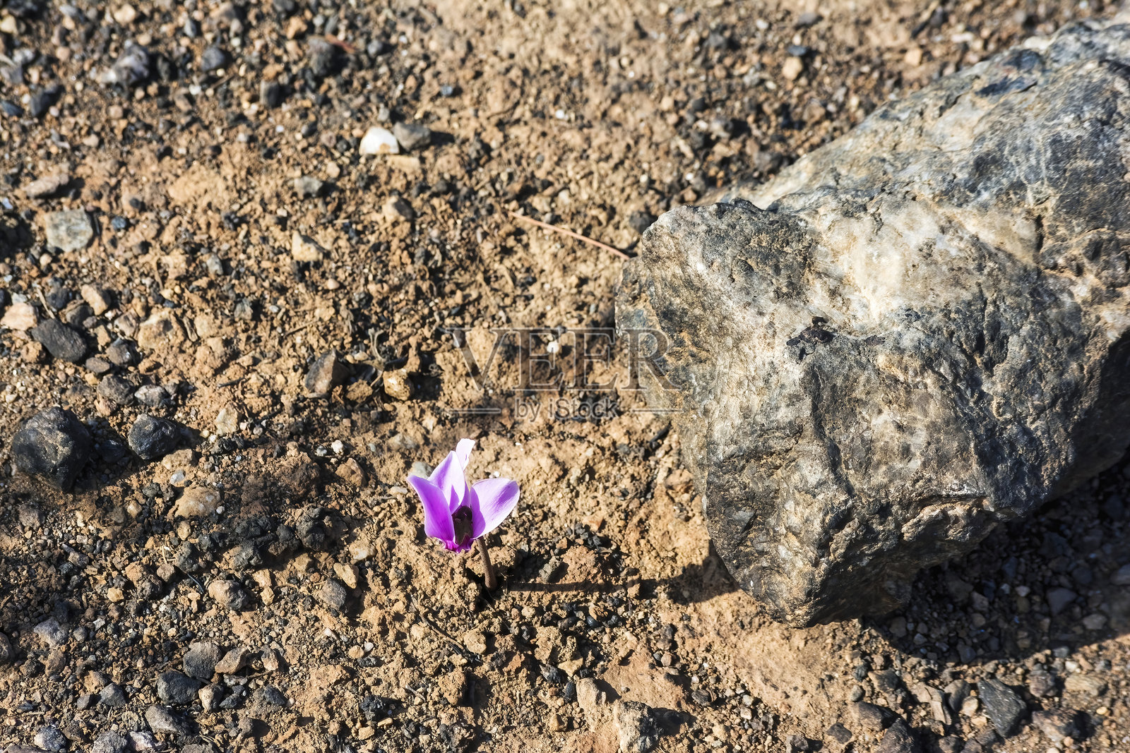 紫色花朵在贫瘠的烧焦土壤中生长照片摄影图片