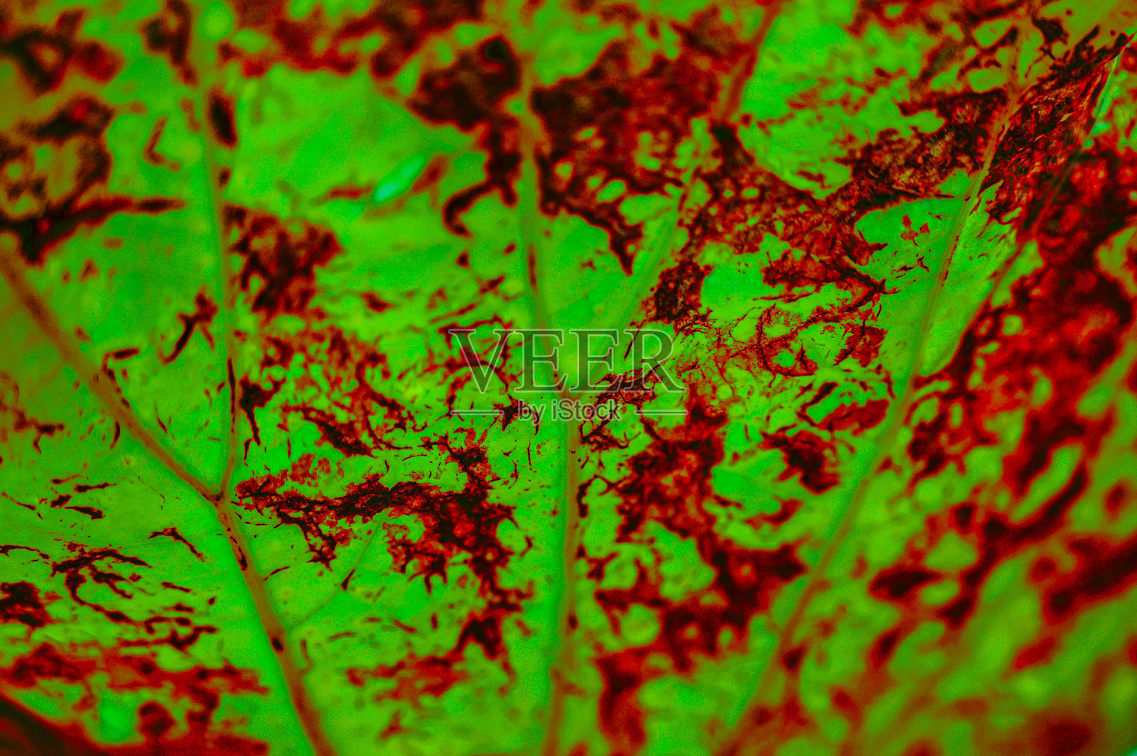 自然系列:莲叶下的纹理照片摄影图片