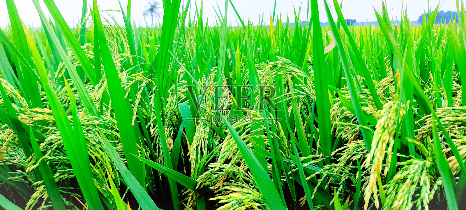 孟加拉国的稻田及特写的金色稻谷。照片摄影图片