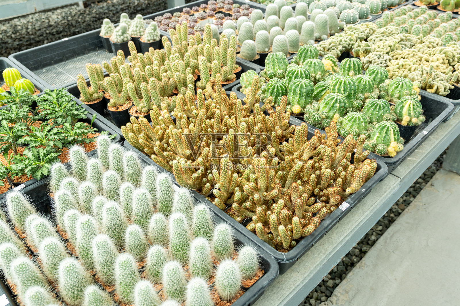 明亮的温室展览,特写展示多样的仙人掌品种和植物。照片摄影图片