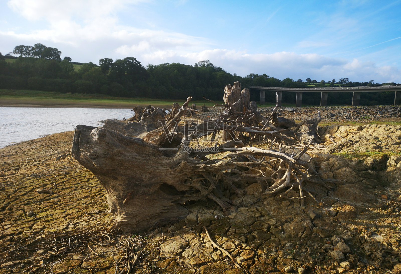 水库下通常看不到的树桩照片摄影图片