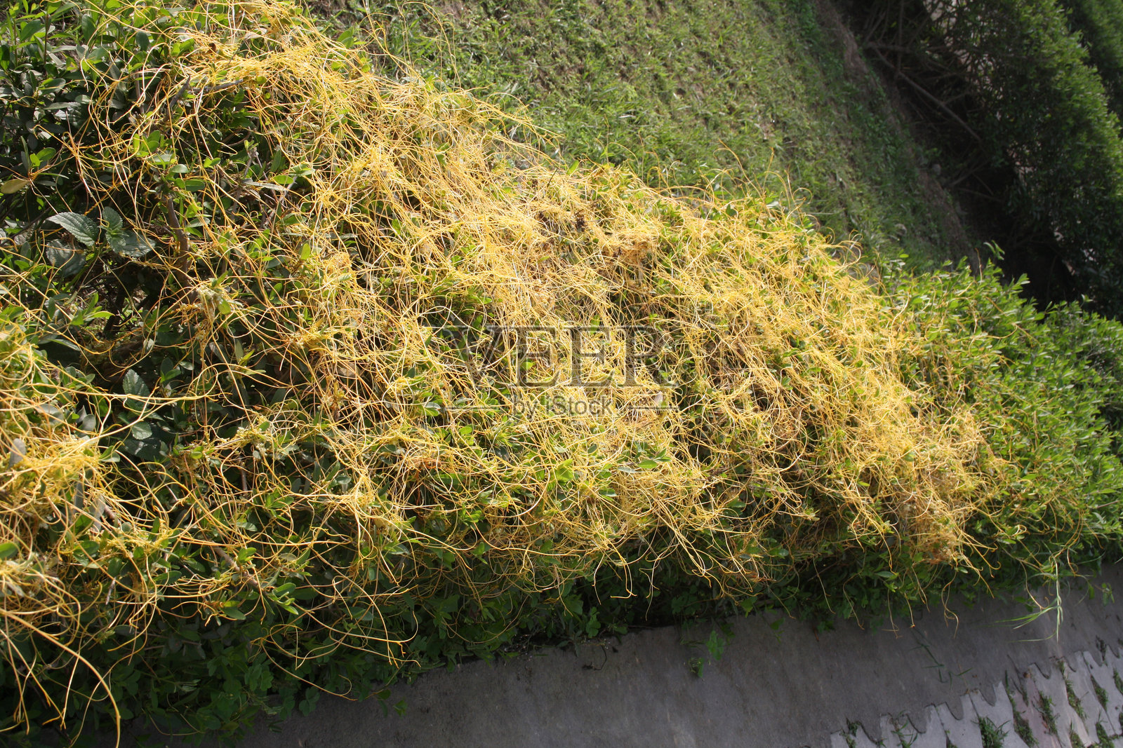 常见的缠绕草(Cuscuta chinensis Lam.)在开花时。照片摄影图片