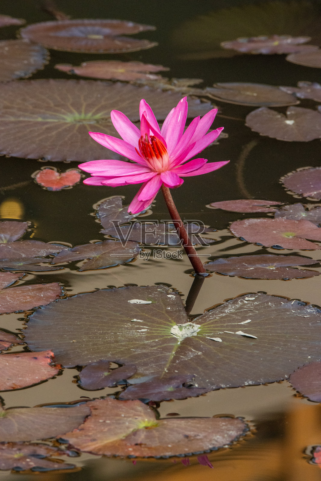 单朵明亮的粉色莲花(Nelumbo nucifera)和叶子,静水与自然背景相映成趣照片摄影图片