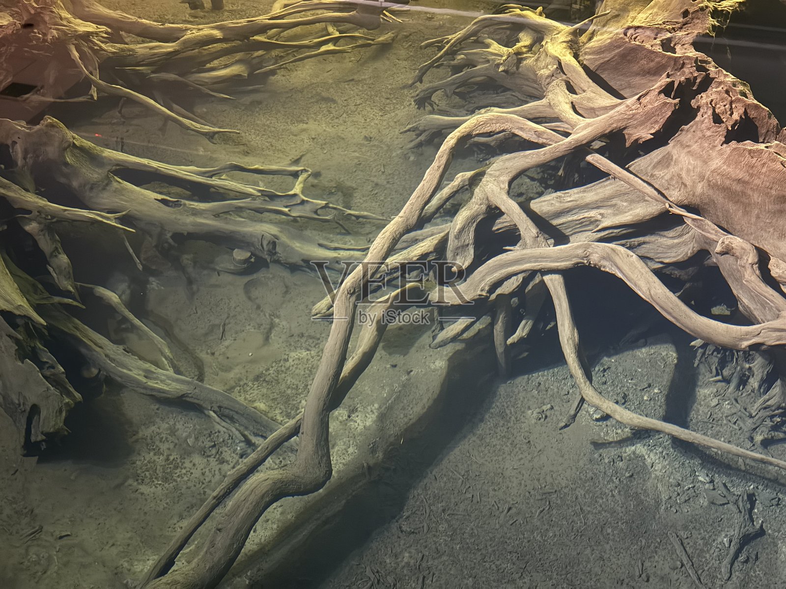 富山县的宇津保埋藏森林,约2000年前的杉树林因河流洪水和海平面上升而被埋藏,被指定为日本特别自然纪念物。照片摄影图片