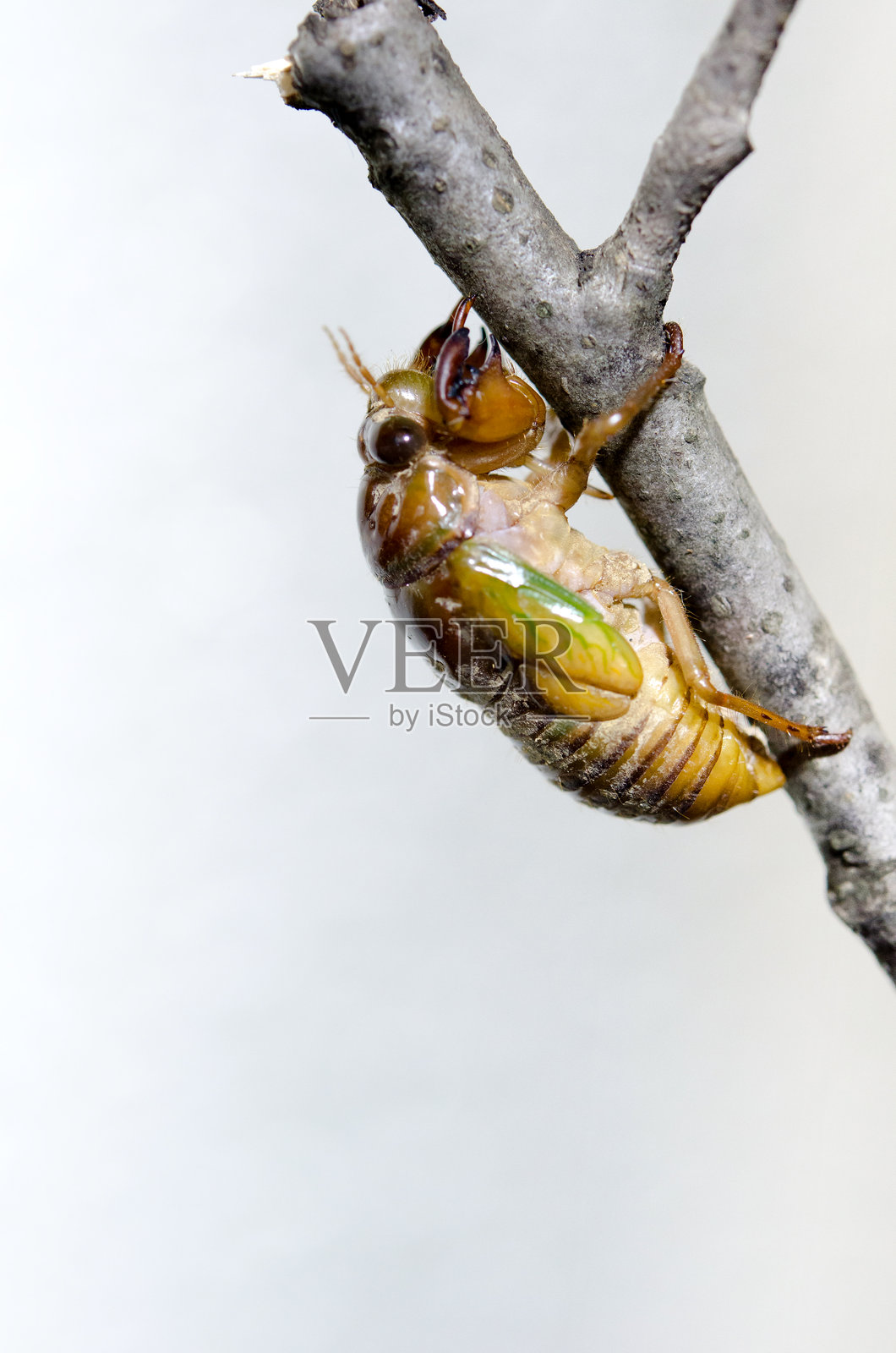 蝉的蜕变照片摄影图片