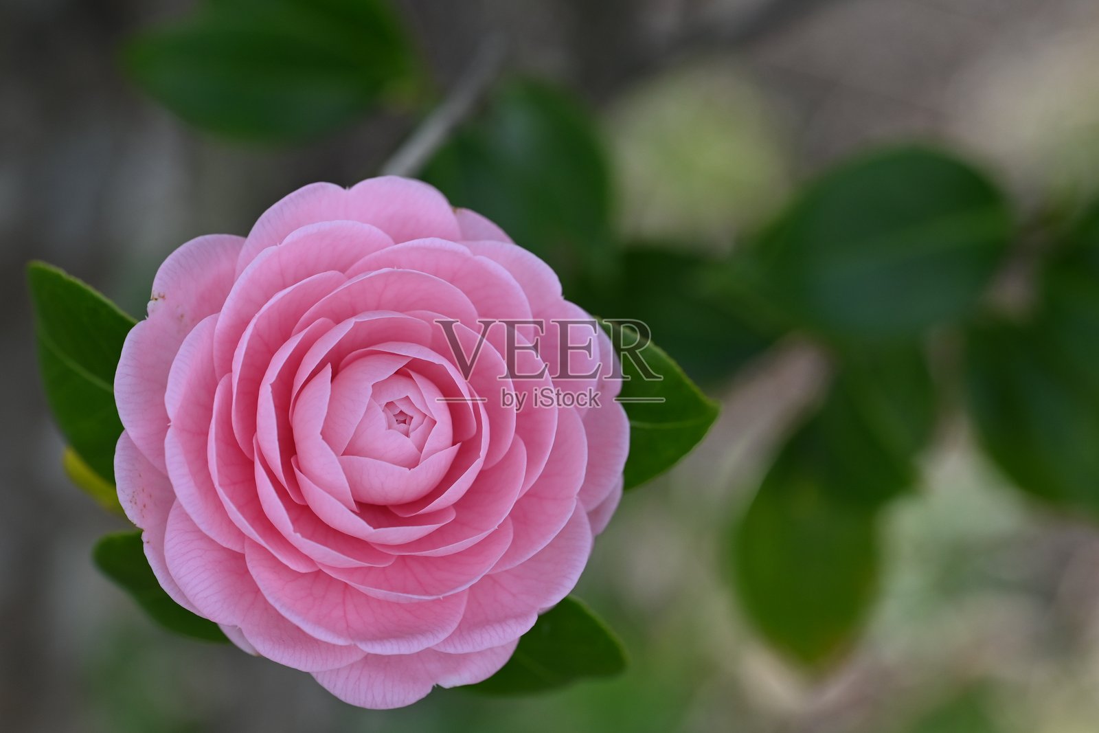 山茶花照片摄影图片