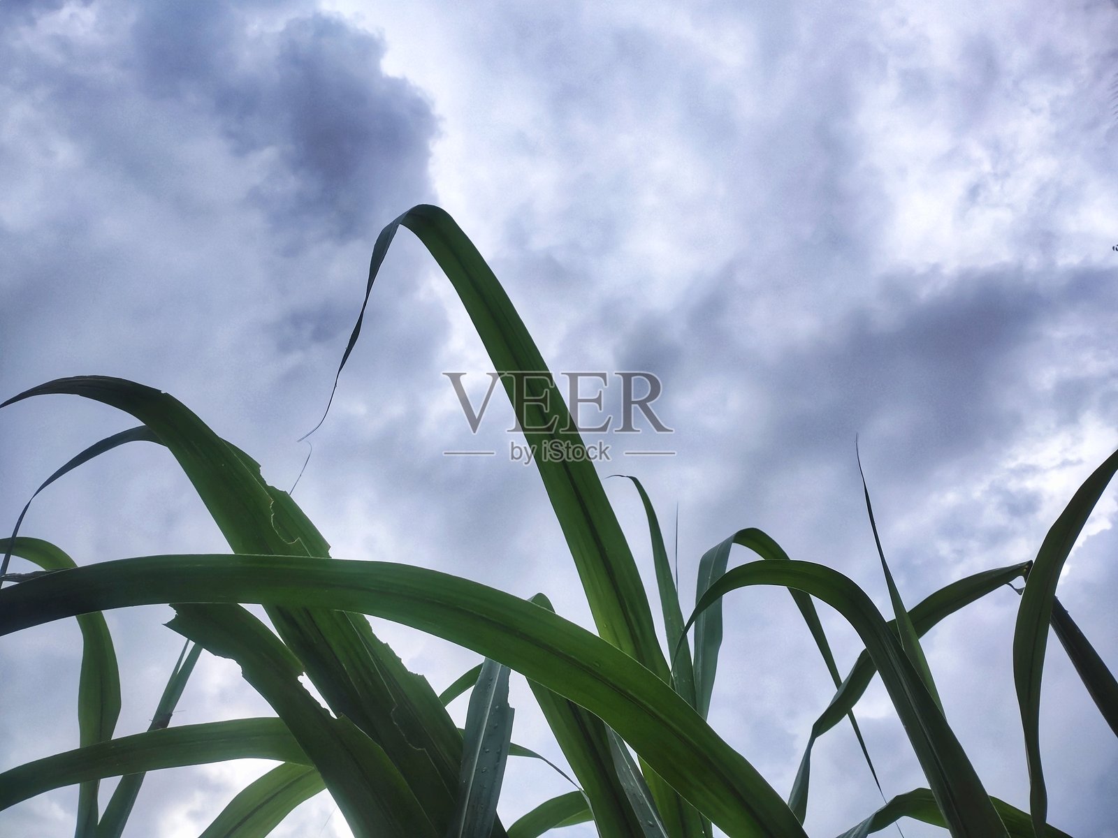 绿色的甘蔗叶向着戏剧性的多云天空伸展。茎秆在明亮的散射光下形成剪影,暗示着印度尼西亚的一个微风拂面的日子。照片摄影图片