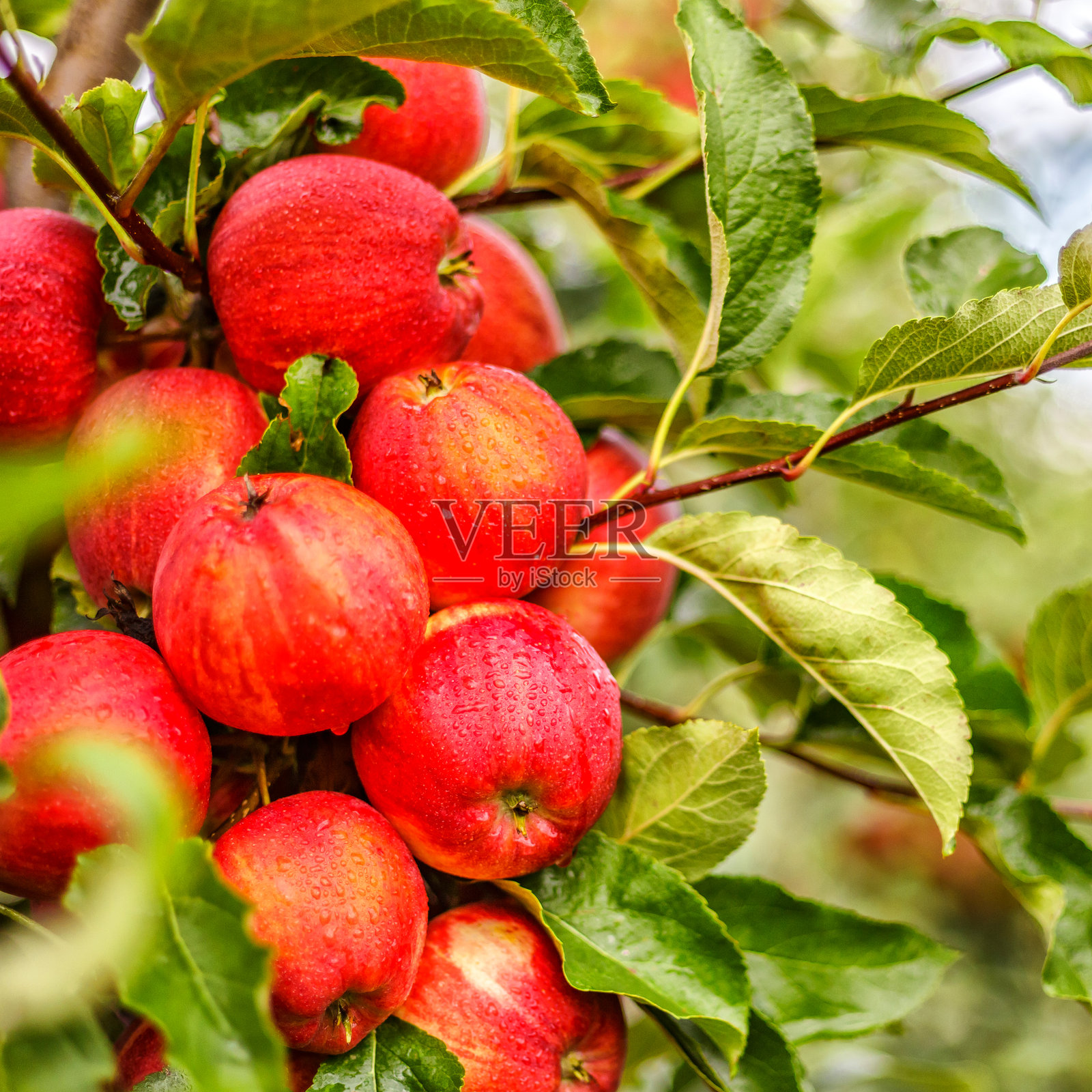 树上的红苹果。丰收前的成熟苹果在苹果园里。苹果园。苹果篮。清晨拍摄。照片摄影图片