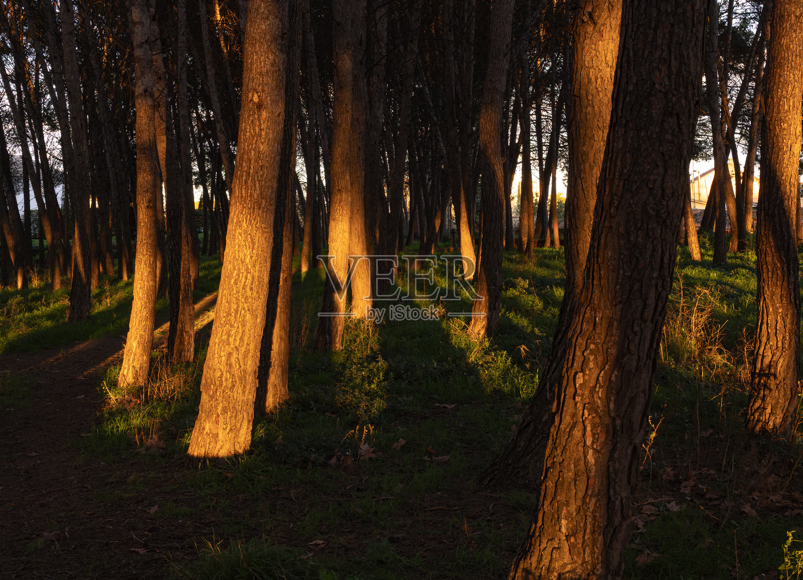 公园树木上的夕阳光辉照片摄影图片