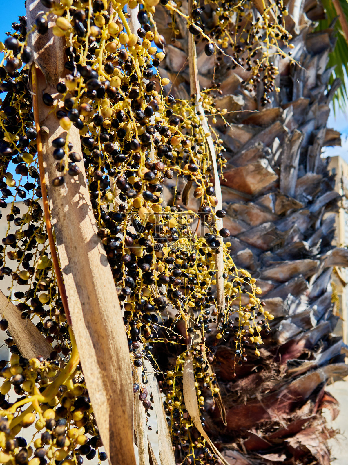 椰枣树上近距离拍摄的椰枣果实照片摄影图片