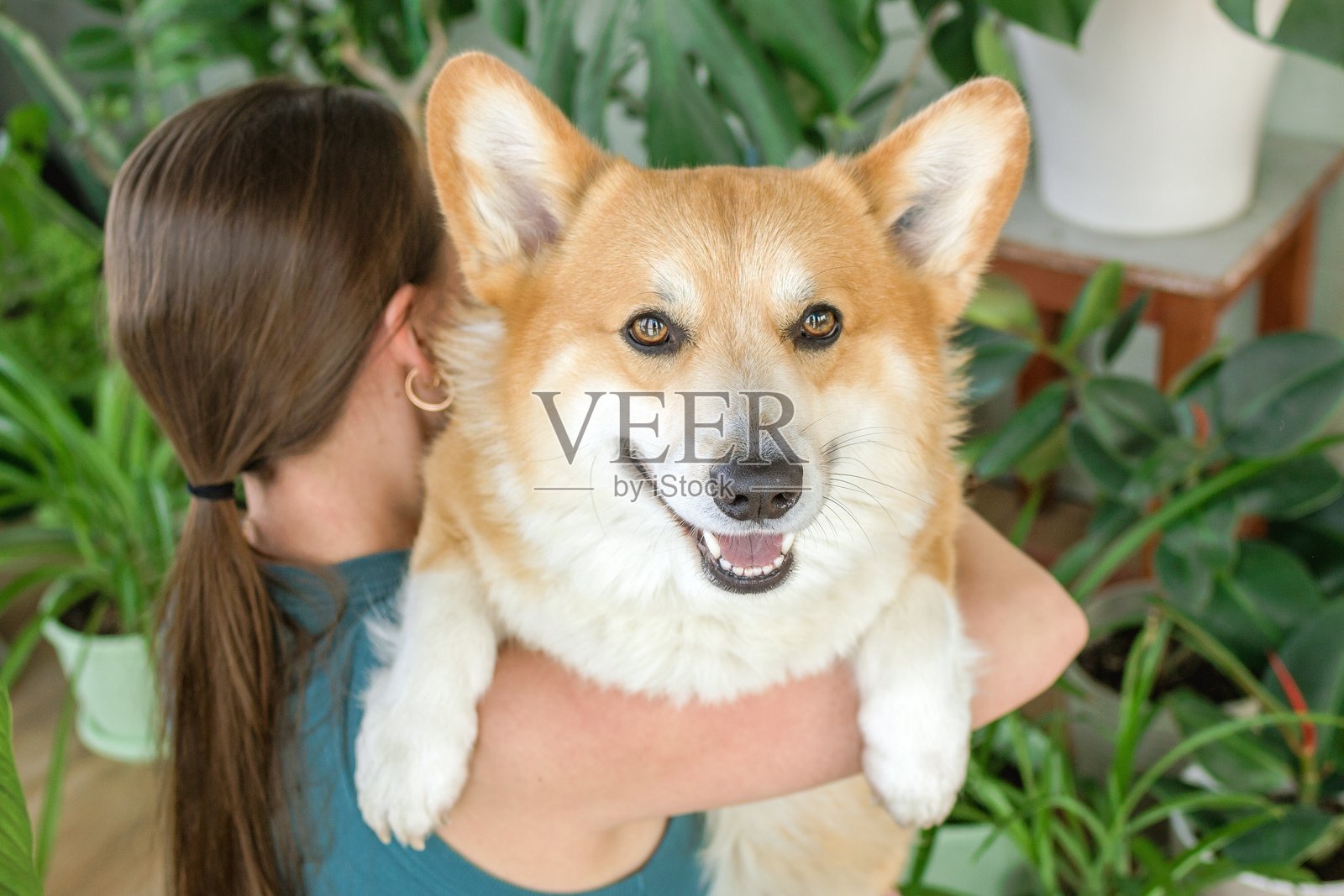 年轻女性在舒适的家中抱着她可爱的柯基犬,周围环绕着绿色植物。照片摄影图片