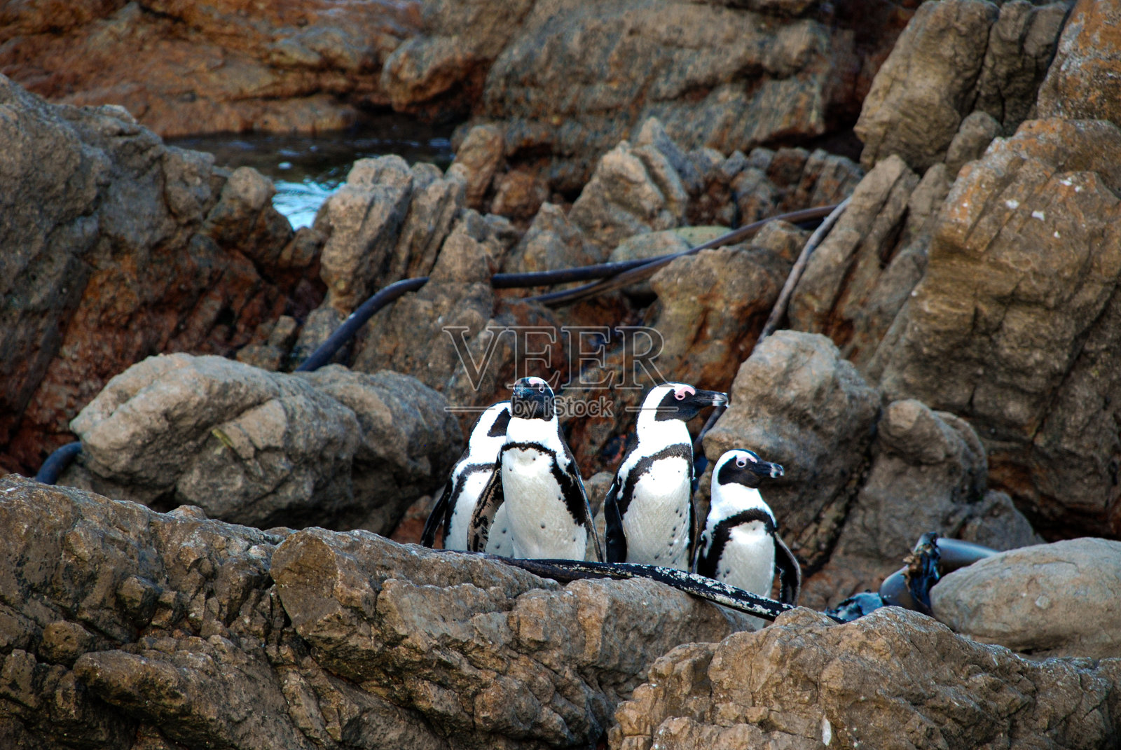 非洲企鹅照片摄影图片