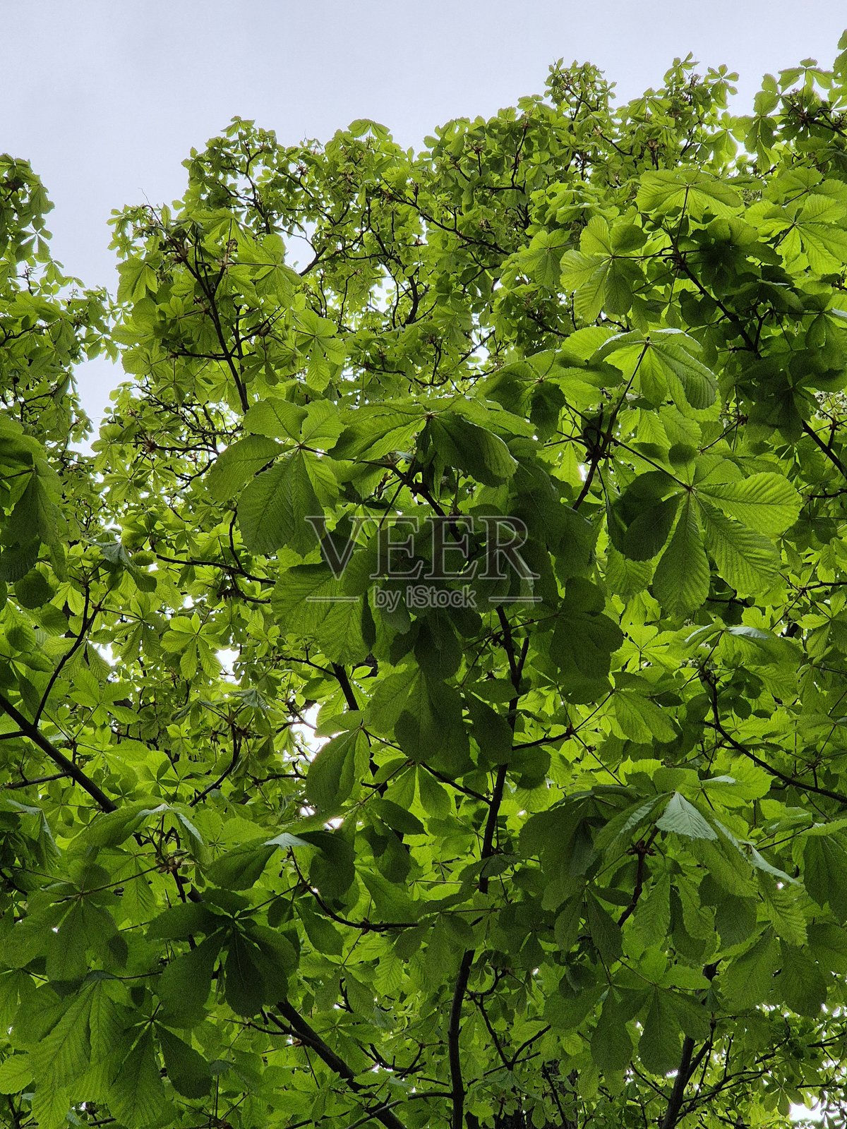 树的绿色叶子照片摄影图片