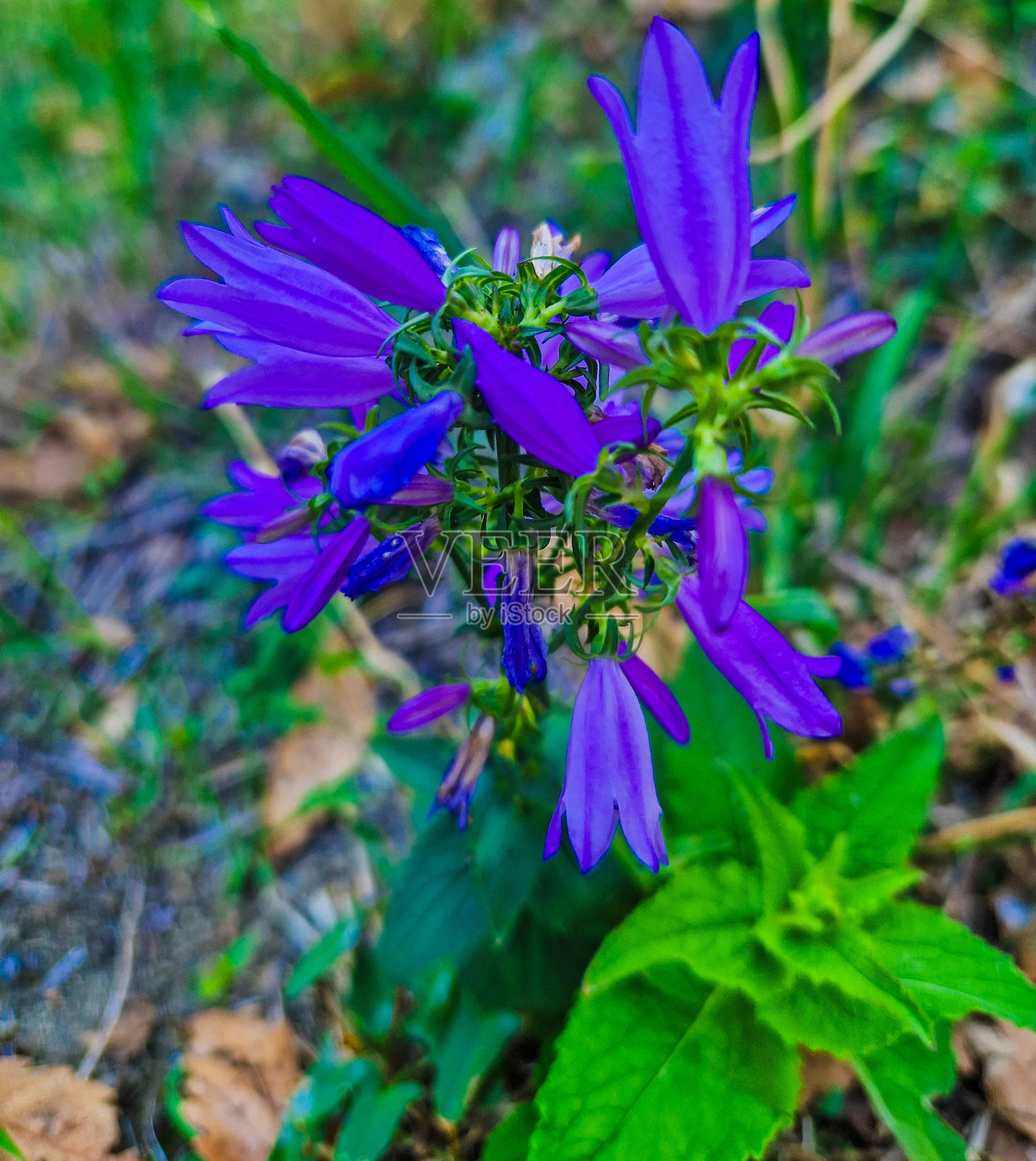 美丽的花瓣照片摄影图片