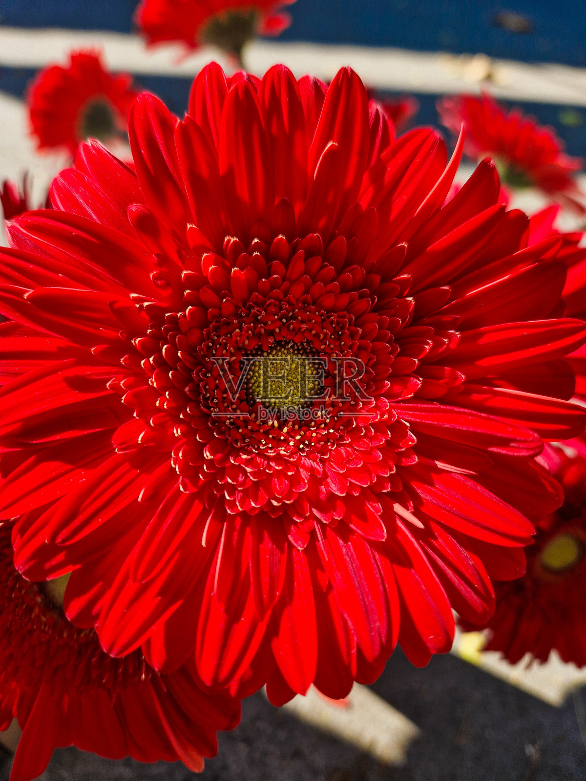 花卉和花束照片摄影图片