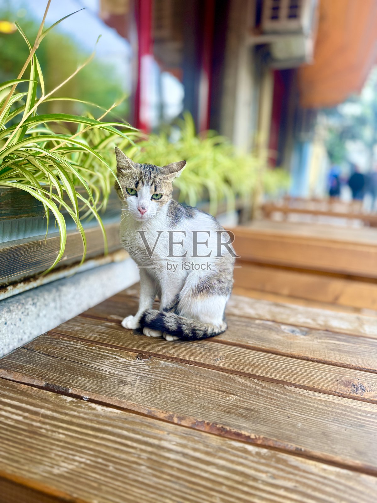 桌子上的猫照片摄影图片