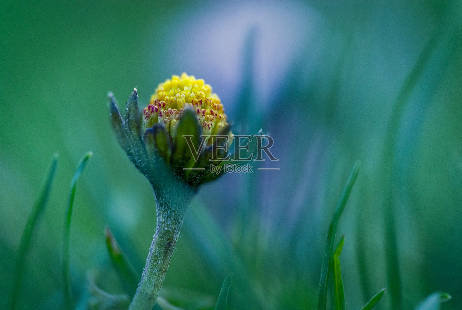未开放的雏菊花蕾从草丛中冒出,生机勃勃的绿色和蓝色调照片摄影图片