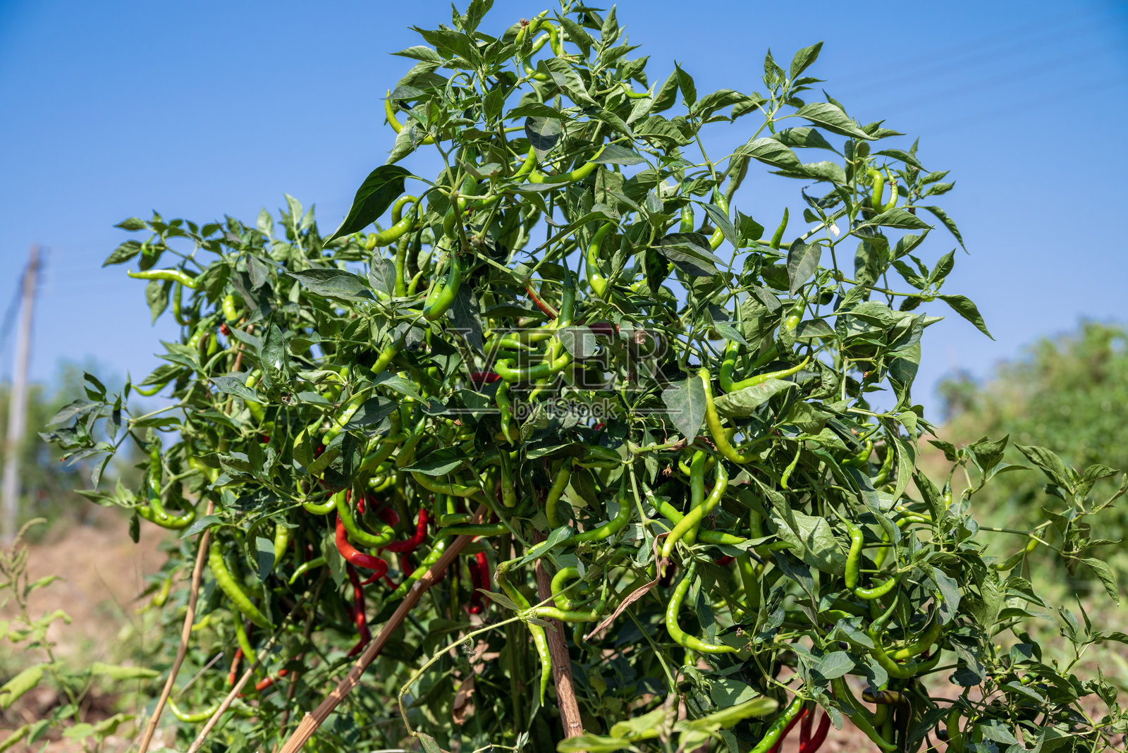 田野中的绿色辣椒植物,辣椒已准备好进入田地。照片摄影图片