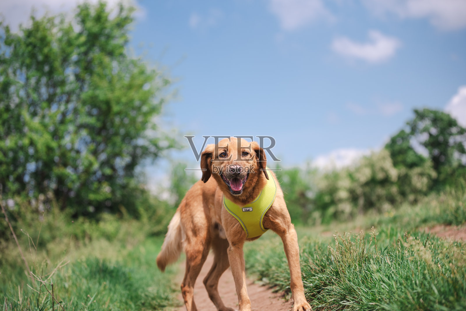 一只自由行走的黄色救助犬照片摄影图片