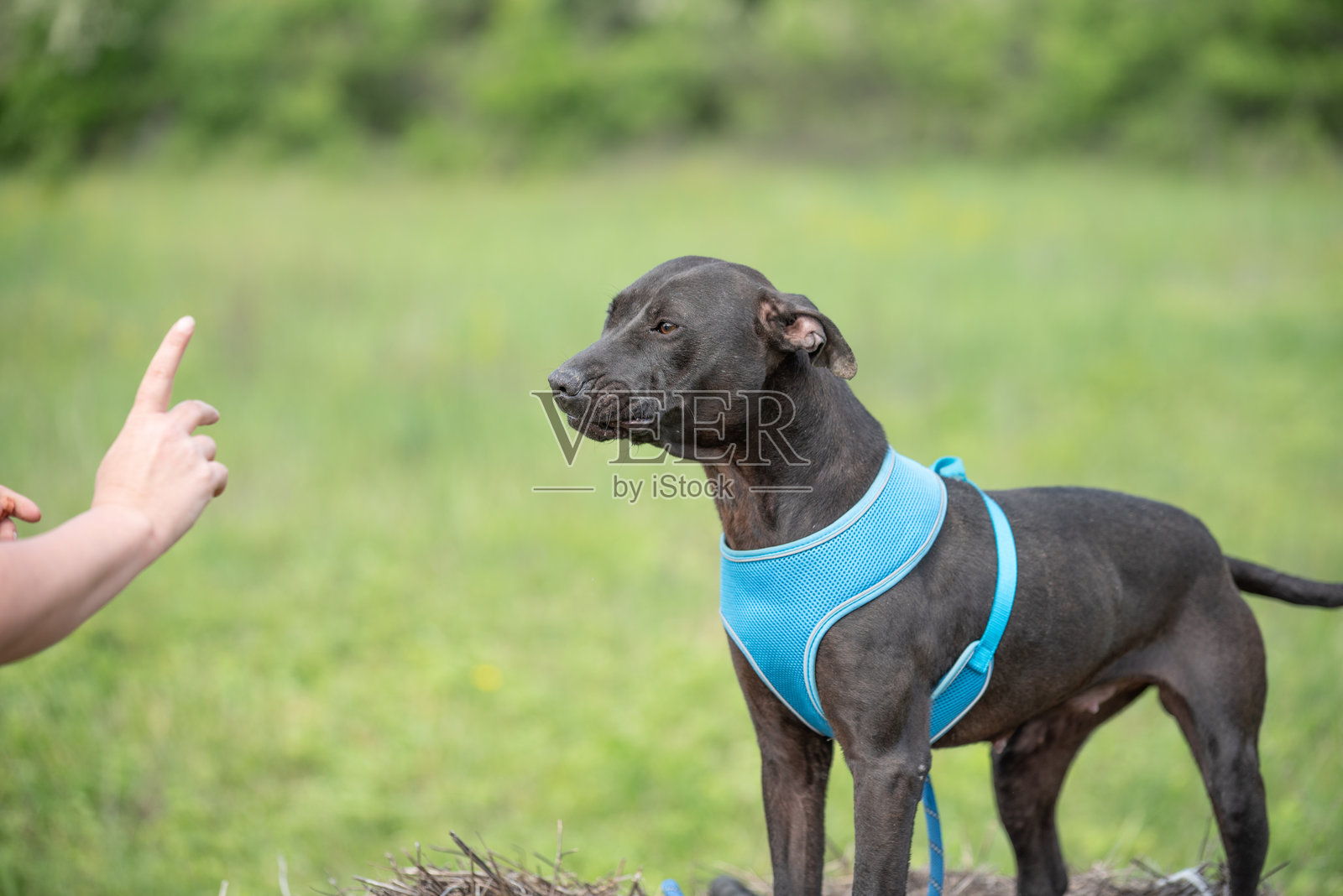 被救助的斗牛犬的服从训练照片摄影图片