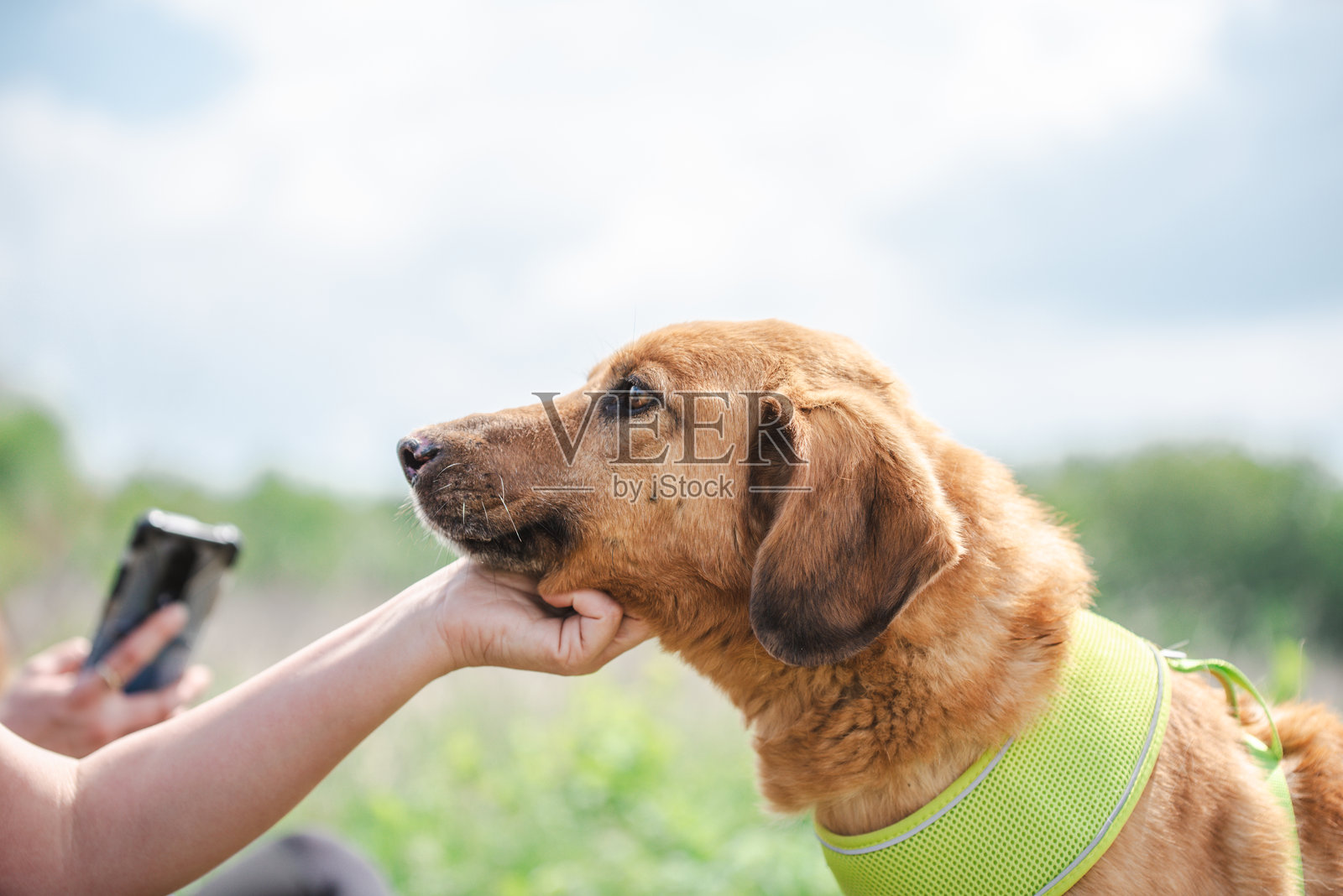 一只黄色救助犬的特写肖像照片摄影图片
