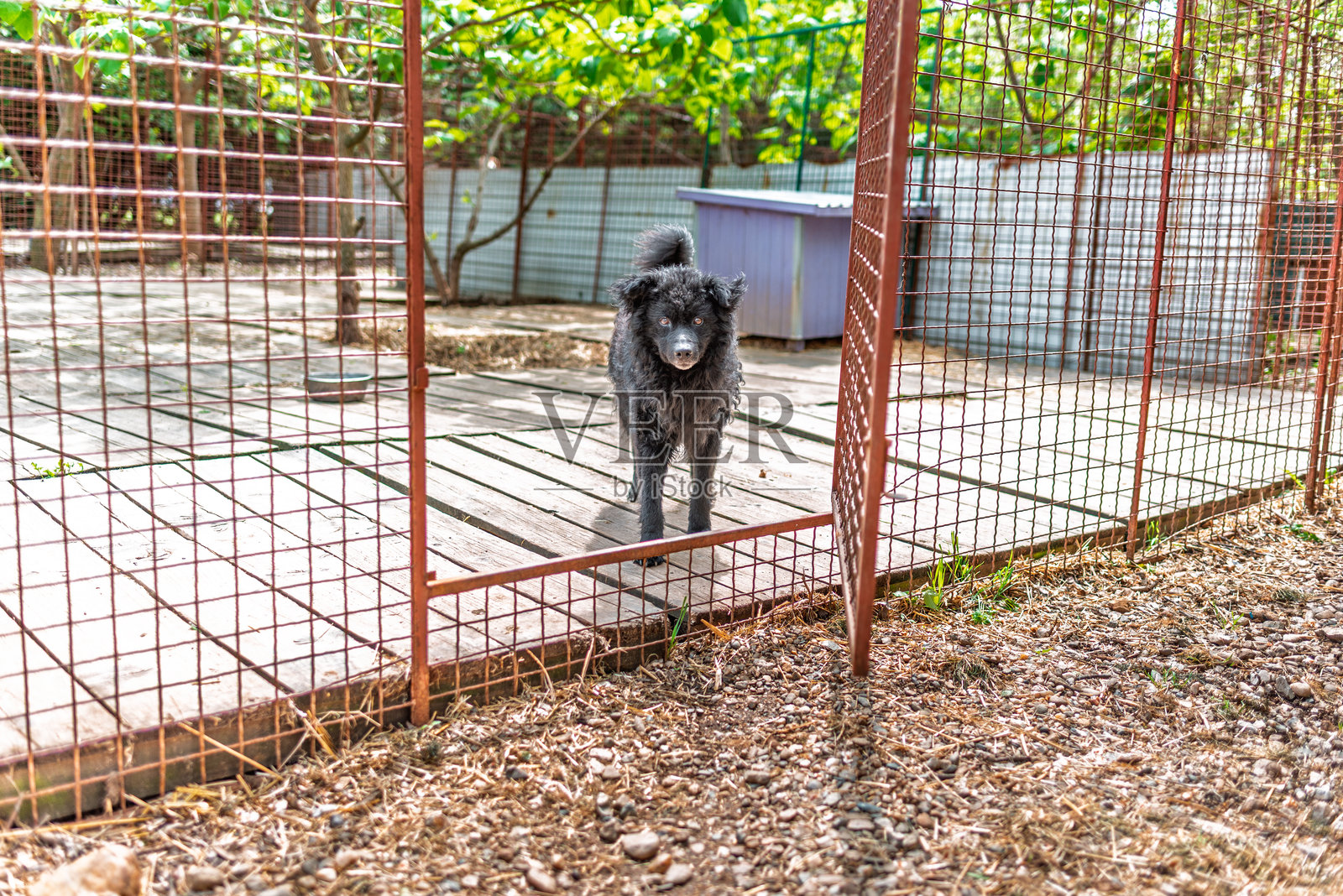 黑色被救助的牧羊犬在它的箱子里照片摄影图片