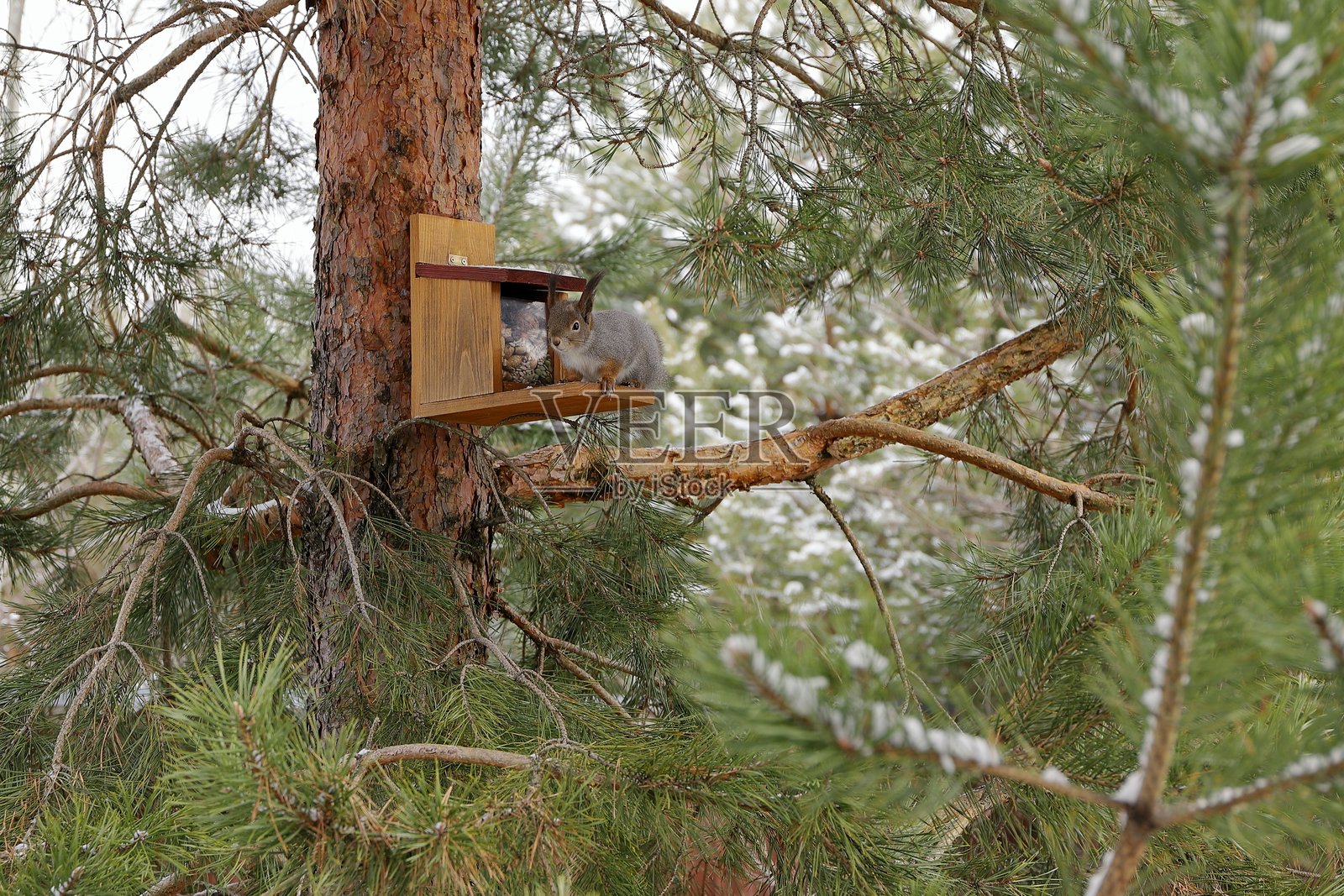 一只松鼠坐在春天树林里的坚果喂食器上。照片摄影图片