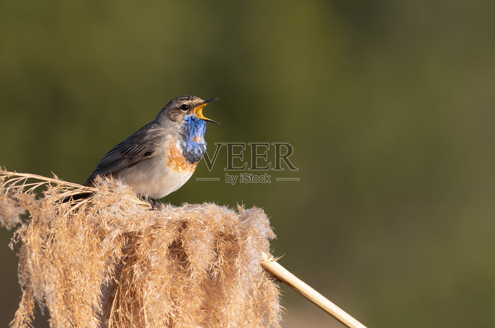 蓝喉歌鸲,Luscinia svecica。一只雄鸟栖息在芦苇顶上歌唱。照片摄影图片