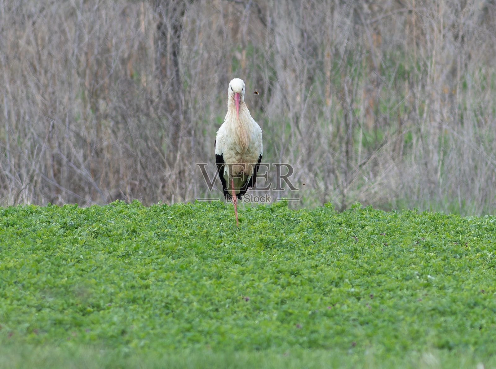 白鹳,学名:Ciconia ciconia。清晨,一只鸟站在菜园中央。照片摄影图片