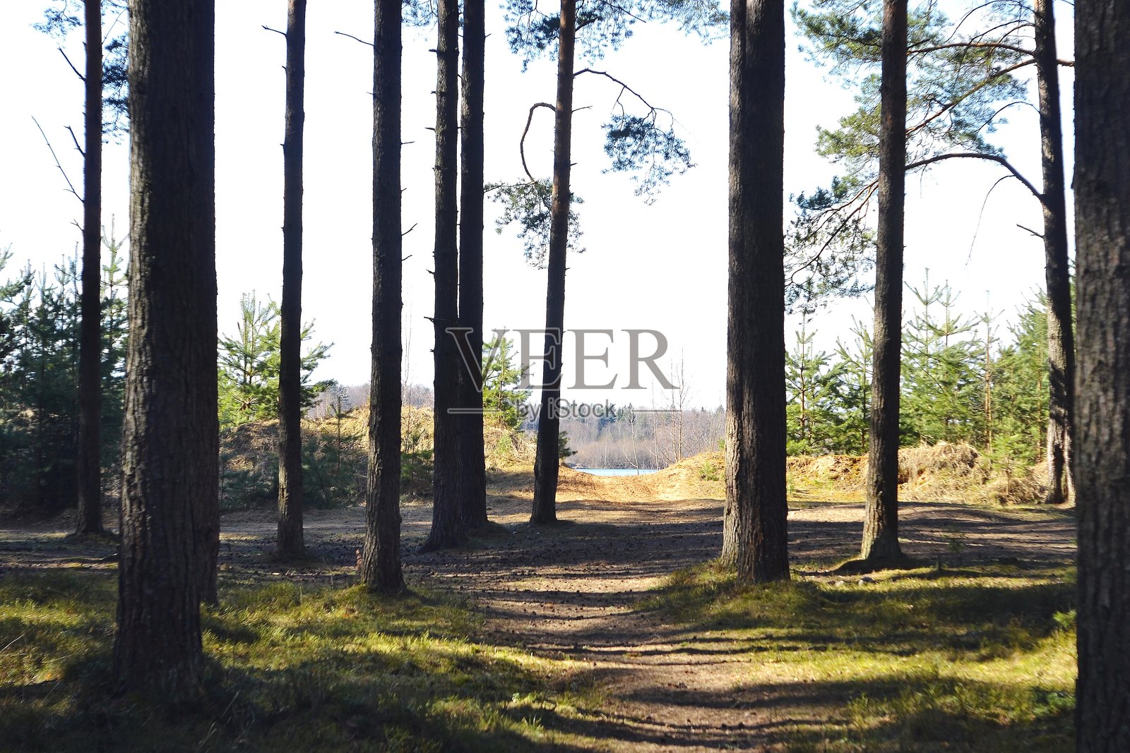 森林中的道路照片摄影图片
