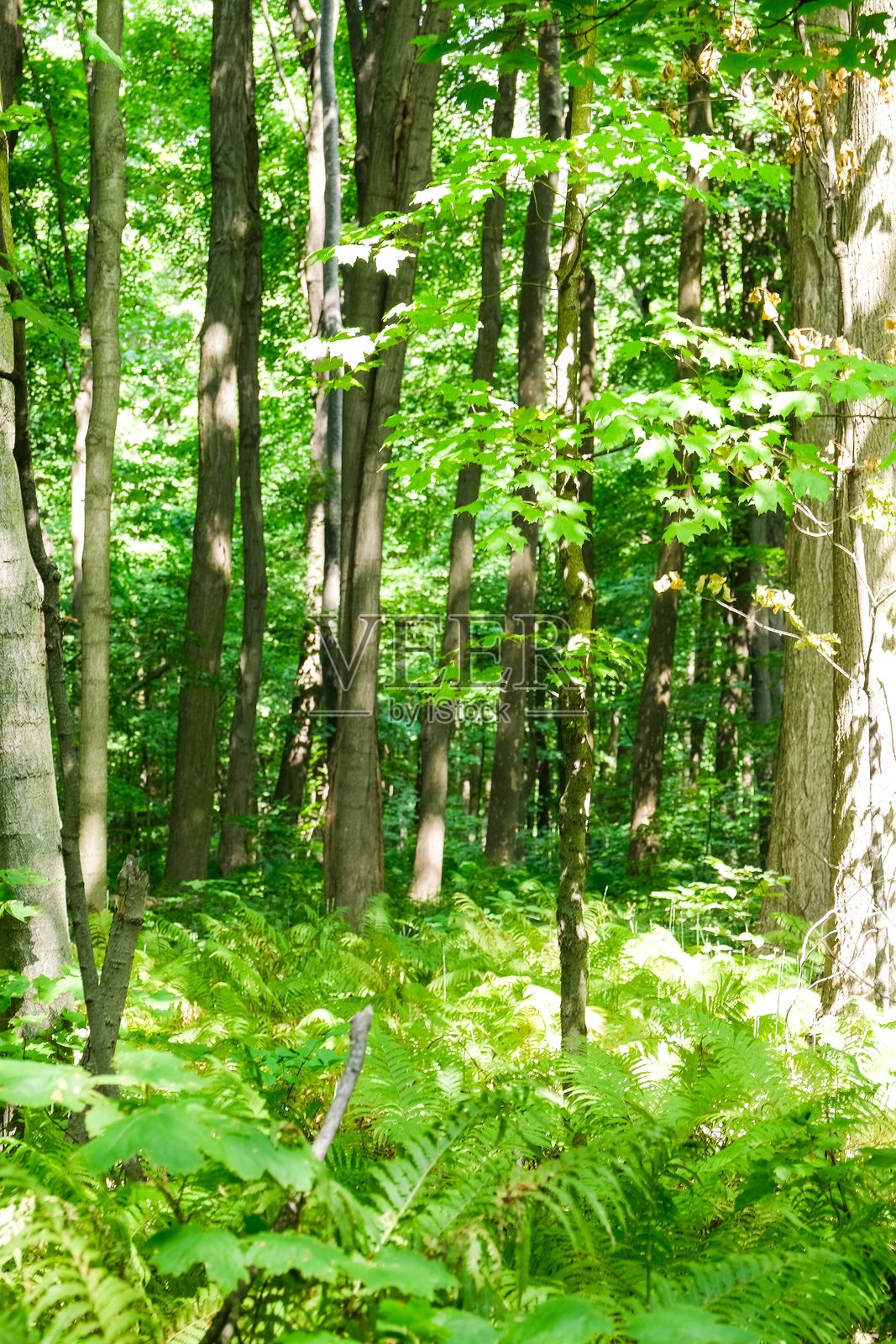宁静的森林场景,郁郁葱葱的绿叶。照片摄影图片