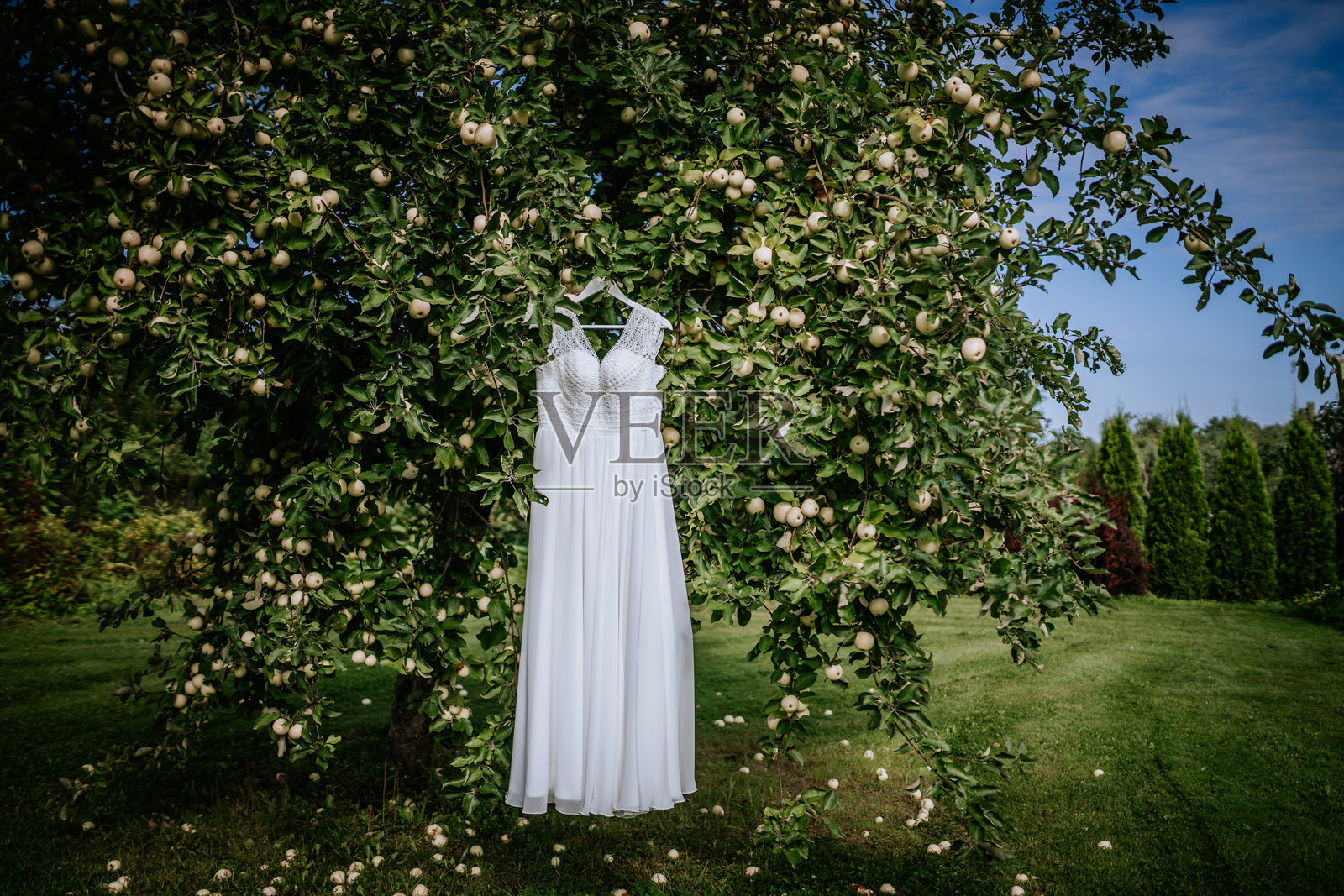 白色婚纱挂在户外绿色花园的苹果树上,背景是自然光照射下的美丽乡村风景。照片摄影图片
