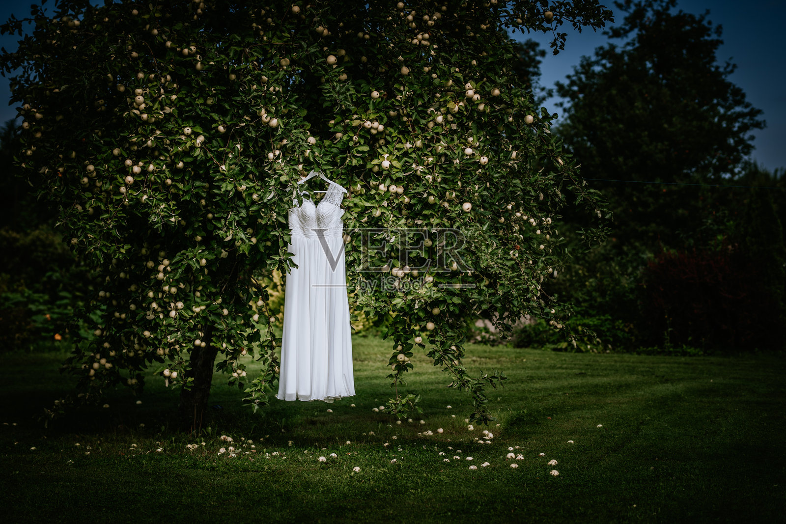 白色婚纱挂在户外绿园中的苹果树上。戏剧性的自然光线营造出乡村氛围。照片摄影图片