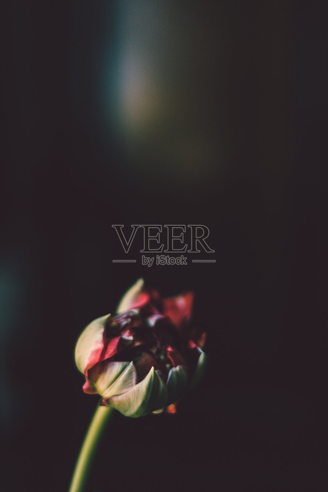 黑色背景上的简约红色花蕾构图照片摄影图片